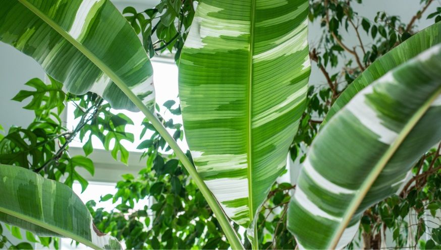 A mutation called Variegation | PLNTS.com