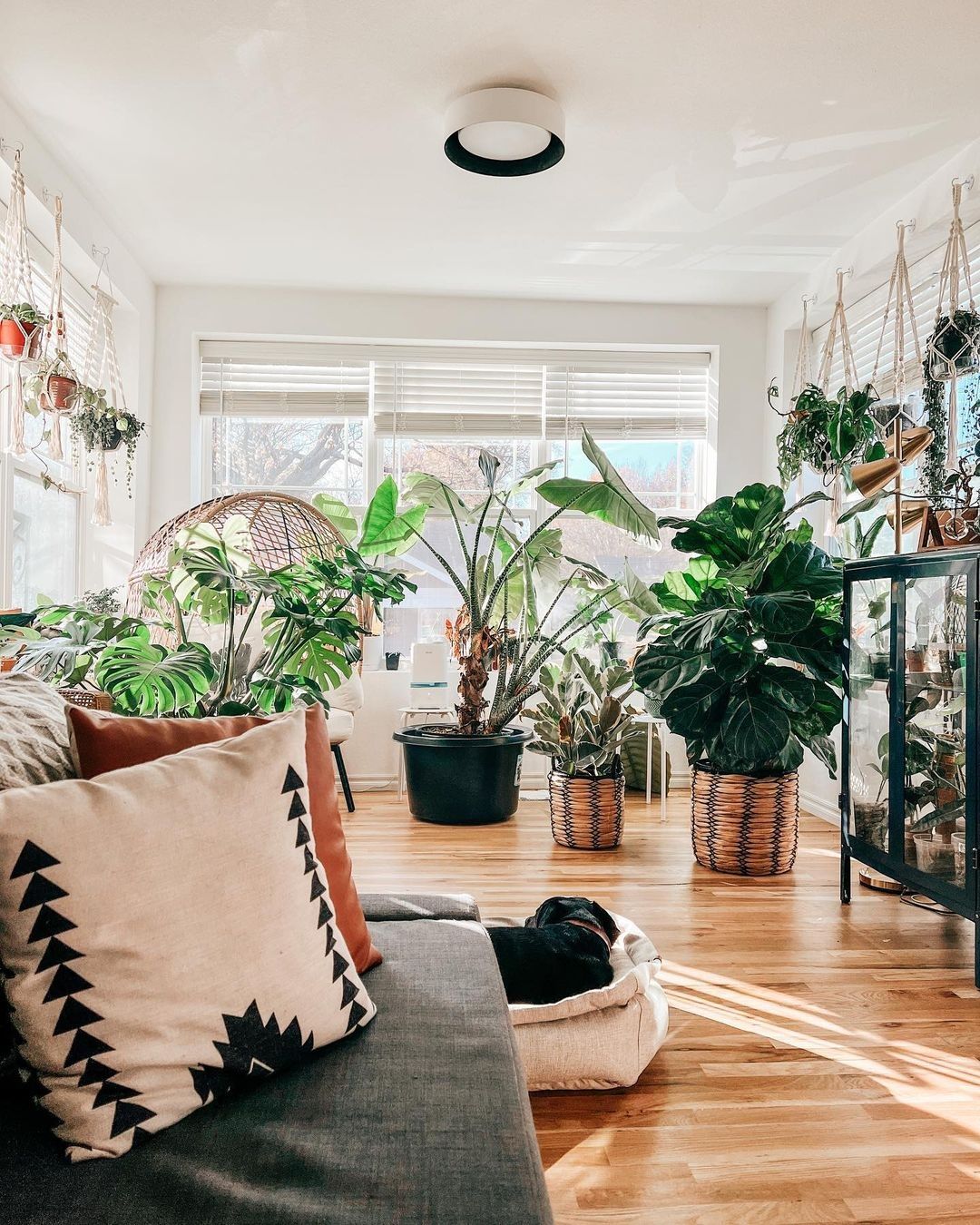 Top 10 des grandes plantes d'intrieur | PLNTS.com