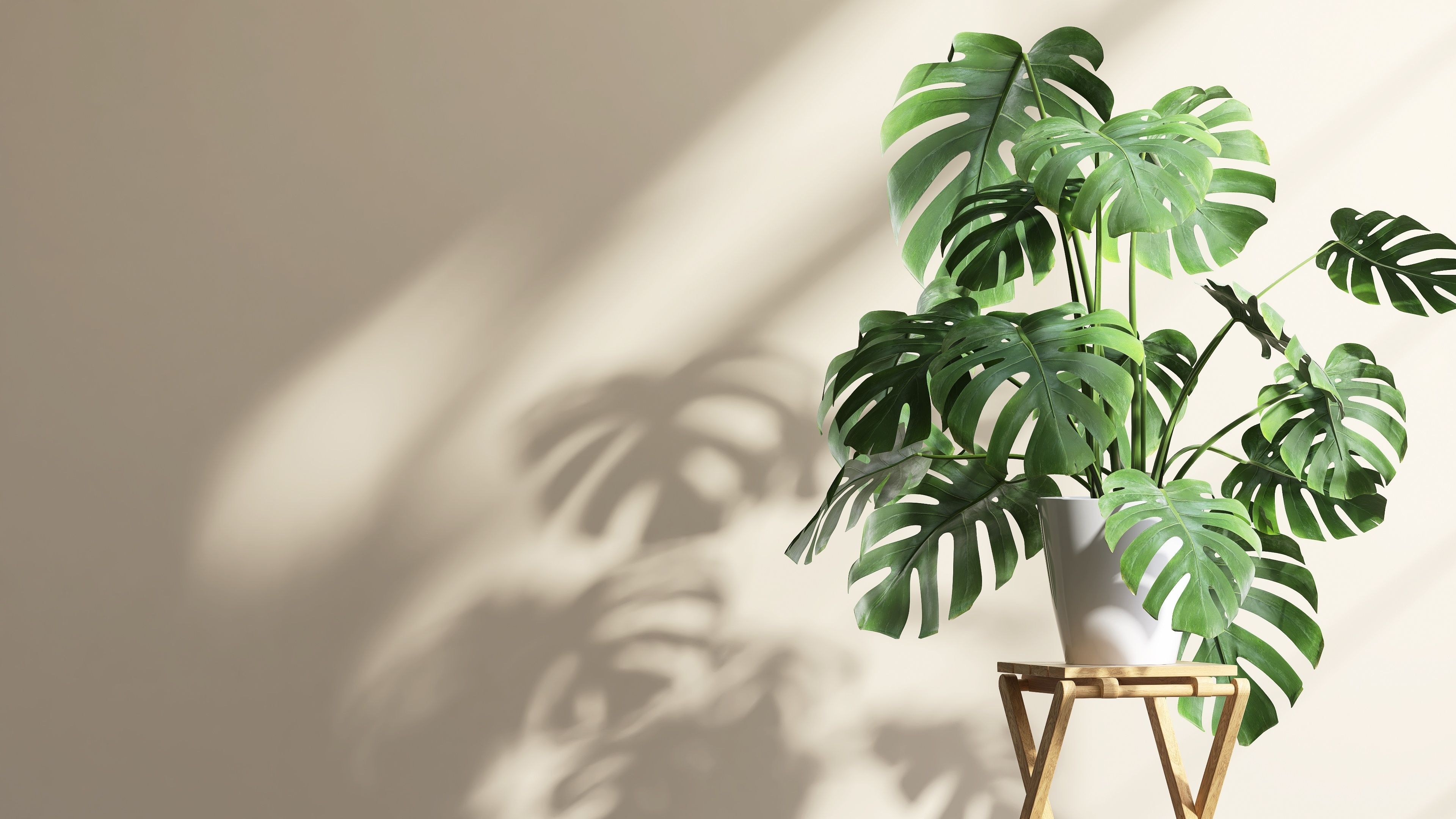 Top 11 pflegeleichte Pflanzen fr jeden Pflanzenliebhaber! | PLNTS.com