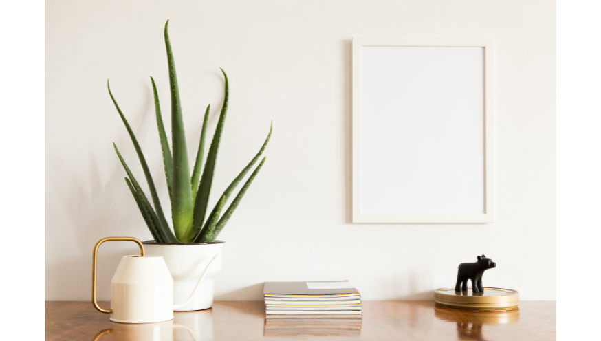 4 conseils pour entretenir votre Aloe Vera | PLNTS.com