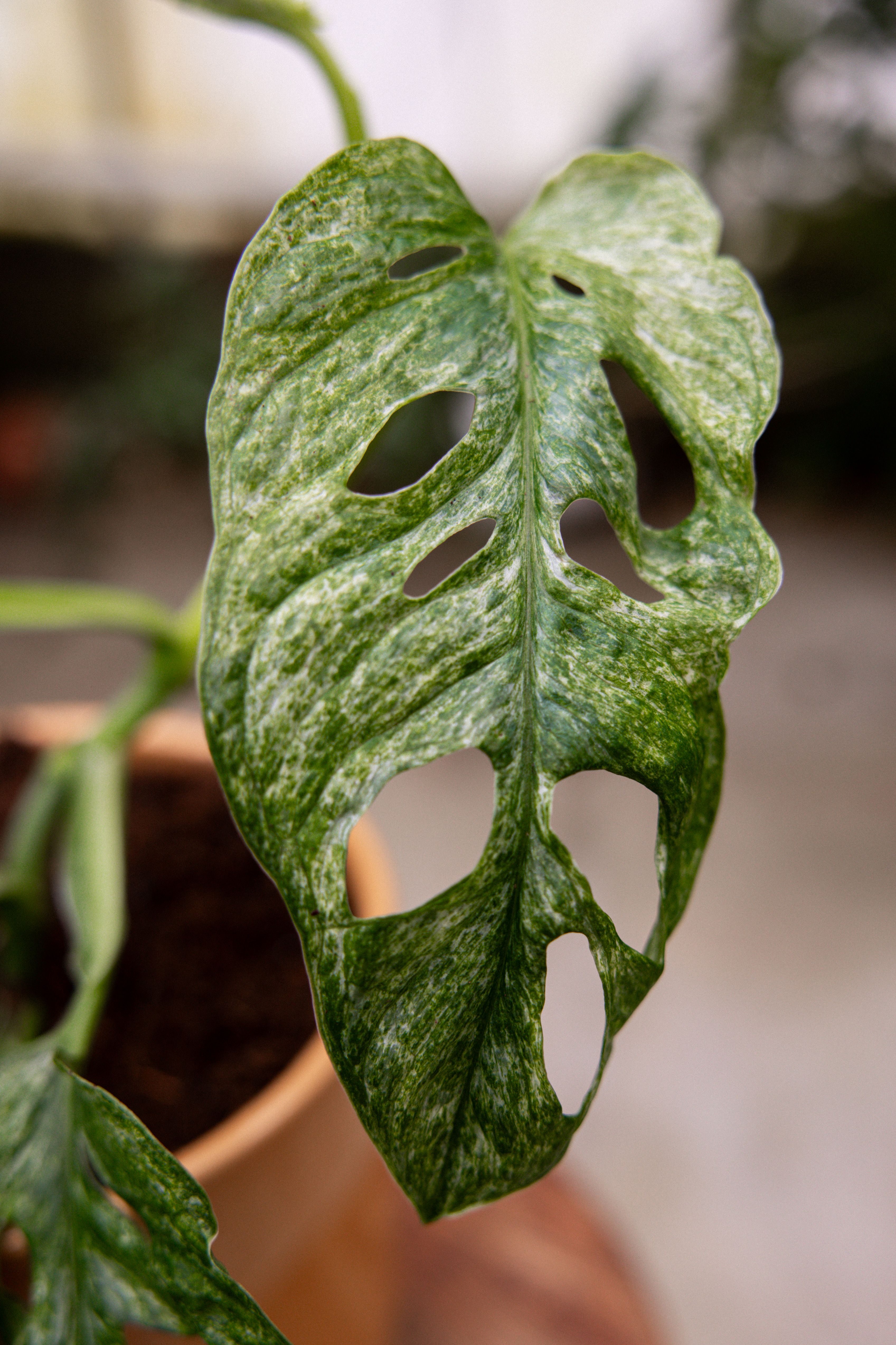 Plant of the month | PLNTS.com