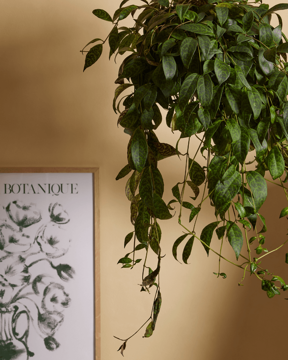 plant of month club FLOWERS OF THE MONTH CLUB