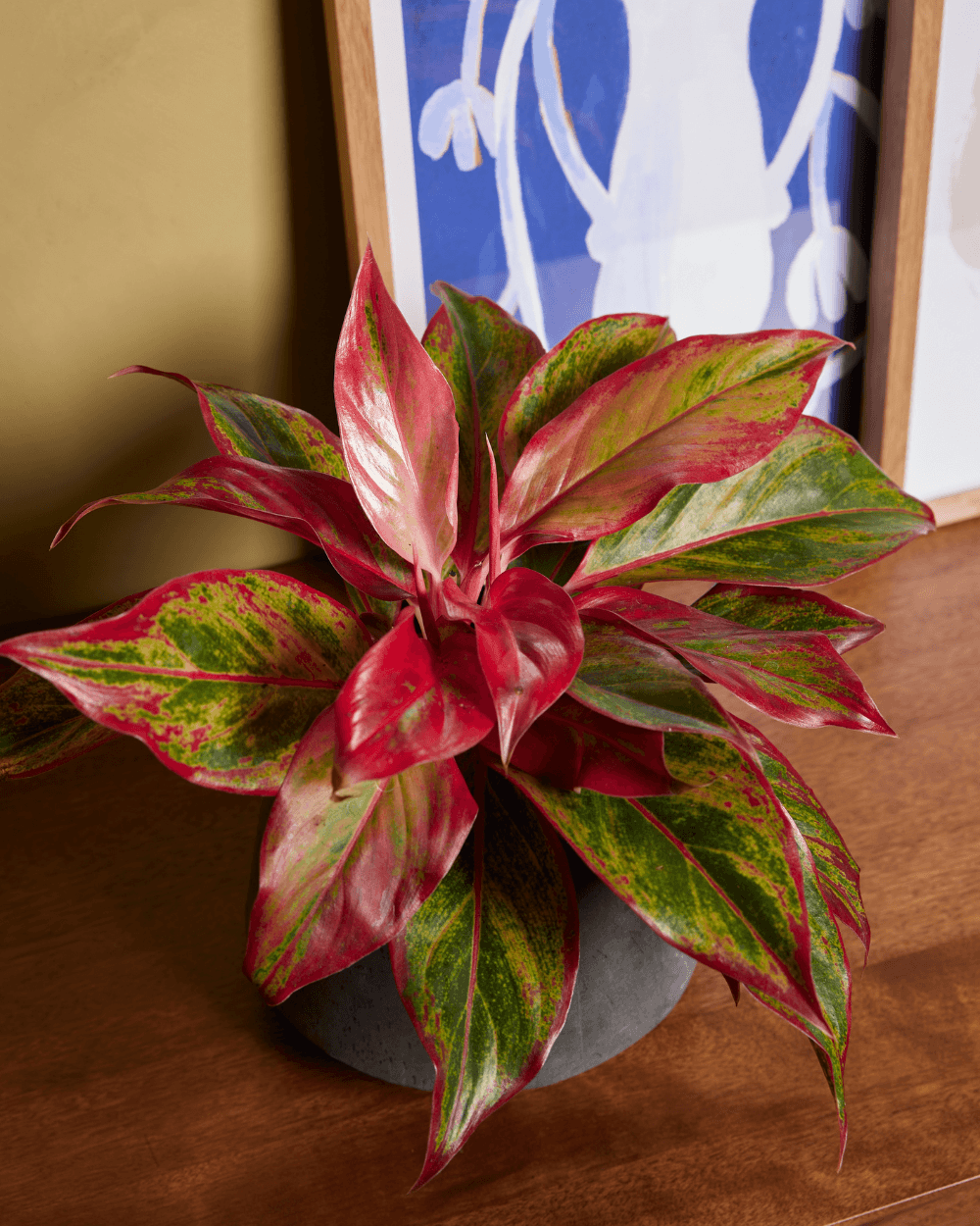 Shop Aglaonema Pink Princess M (Chinese Evergreen) online