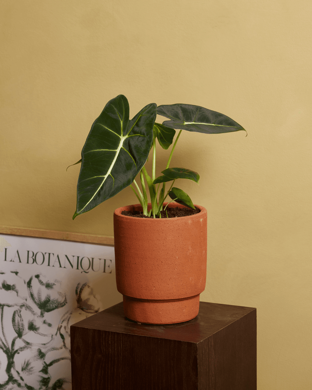 Alle Zimmerpflanzen online kaufen | PLNTS.com