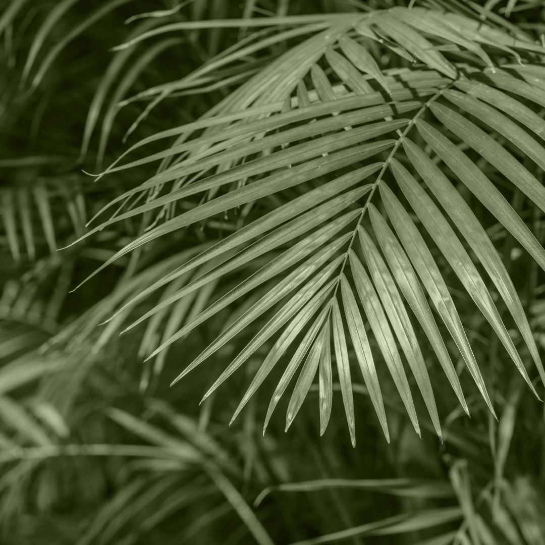 Kentia Howea Forsteriana Kentia XXL (Goldfruchtpalme) online kaufen |  PLNTS.com