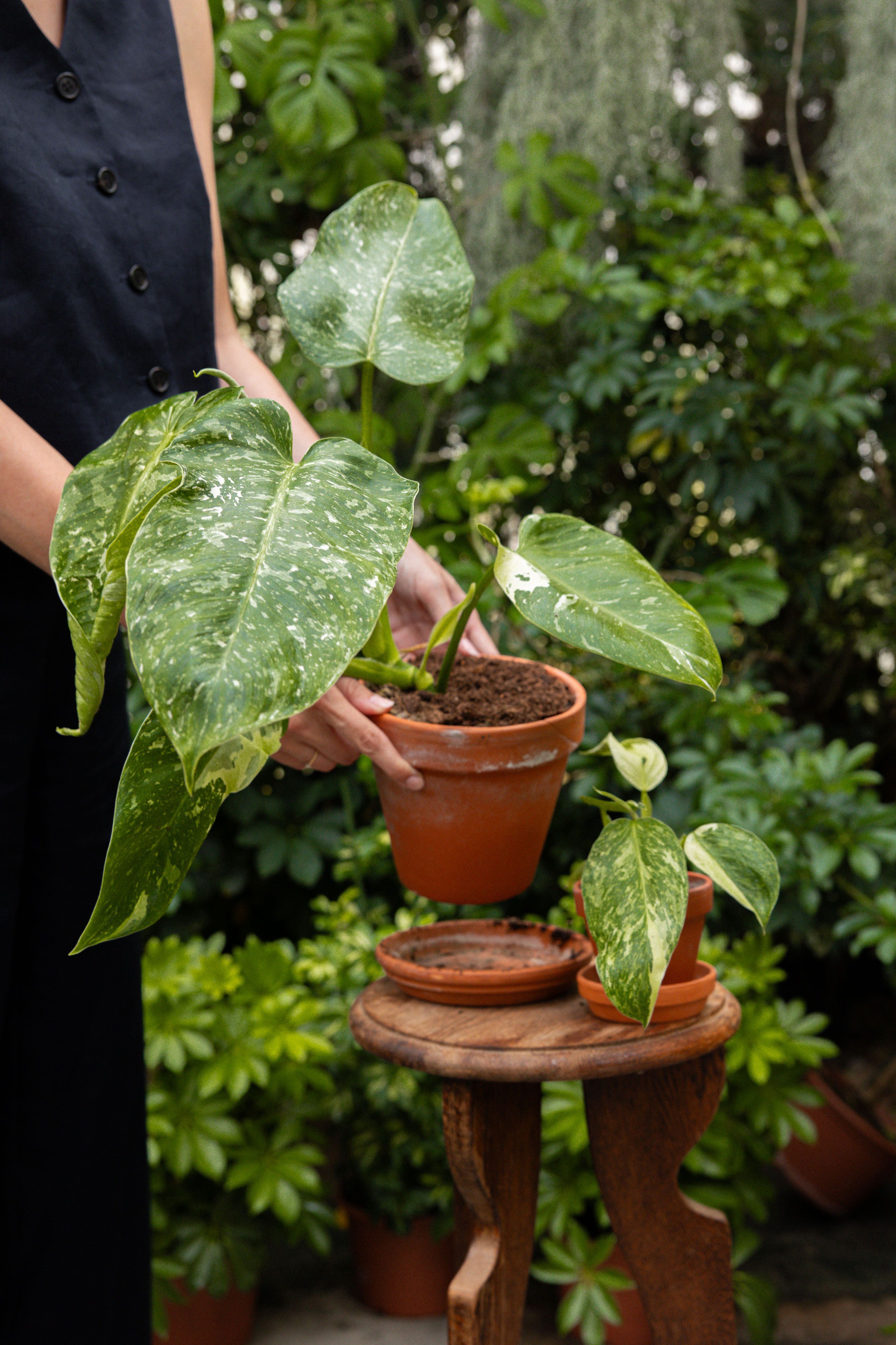 超激レア Philodendron Jose Buono フィロデンドロン ホセボーノ