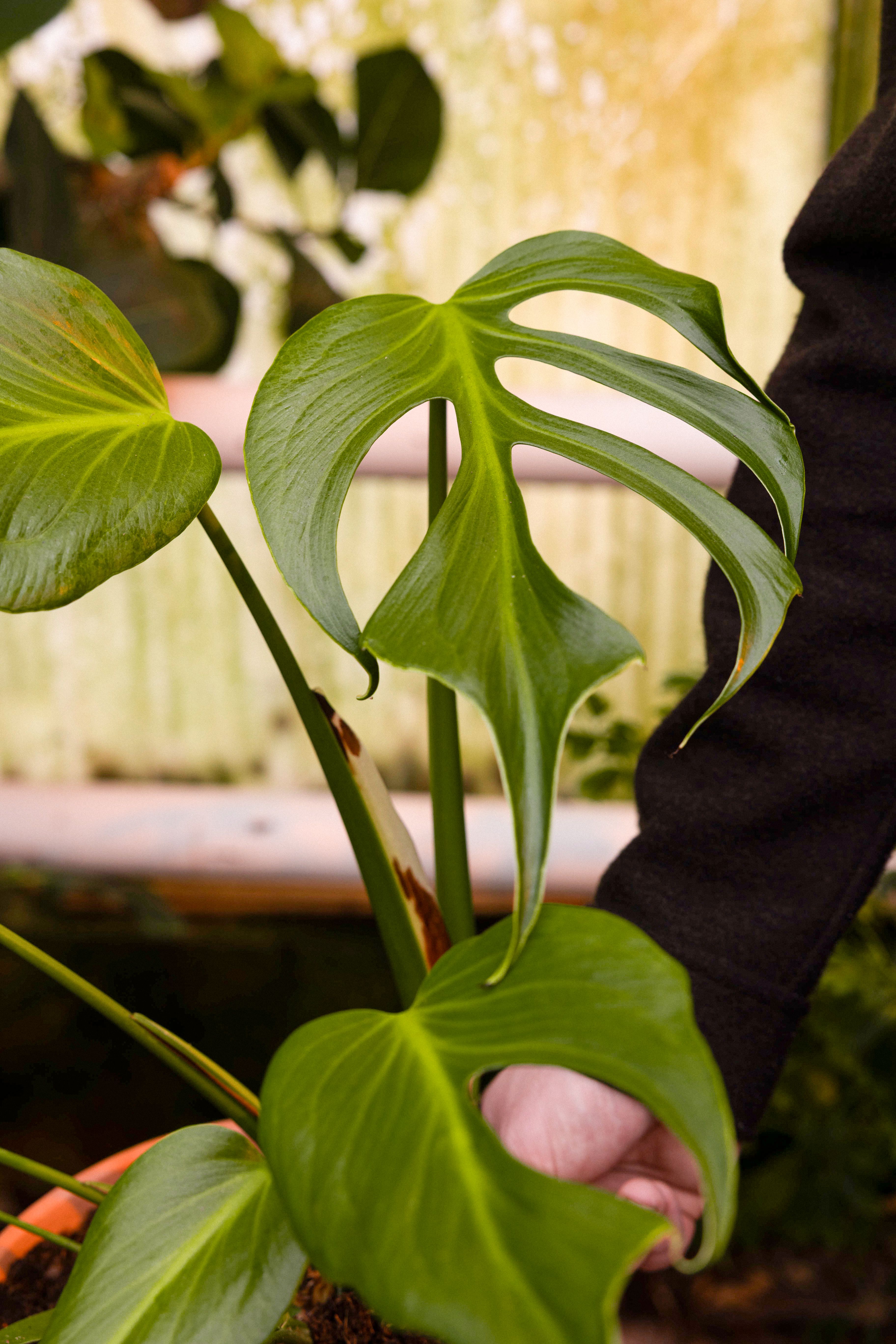 Plant of the month | PLNTS.com