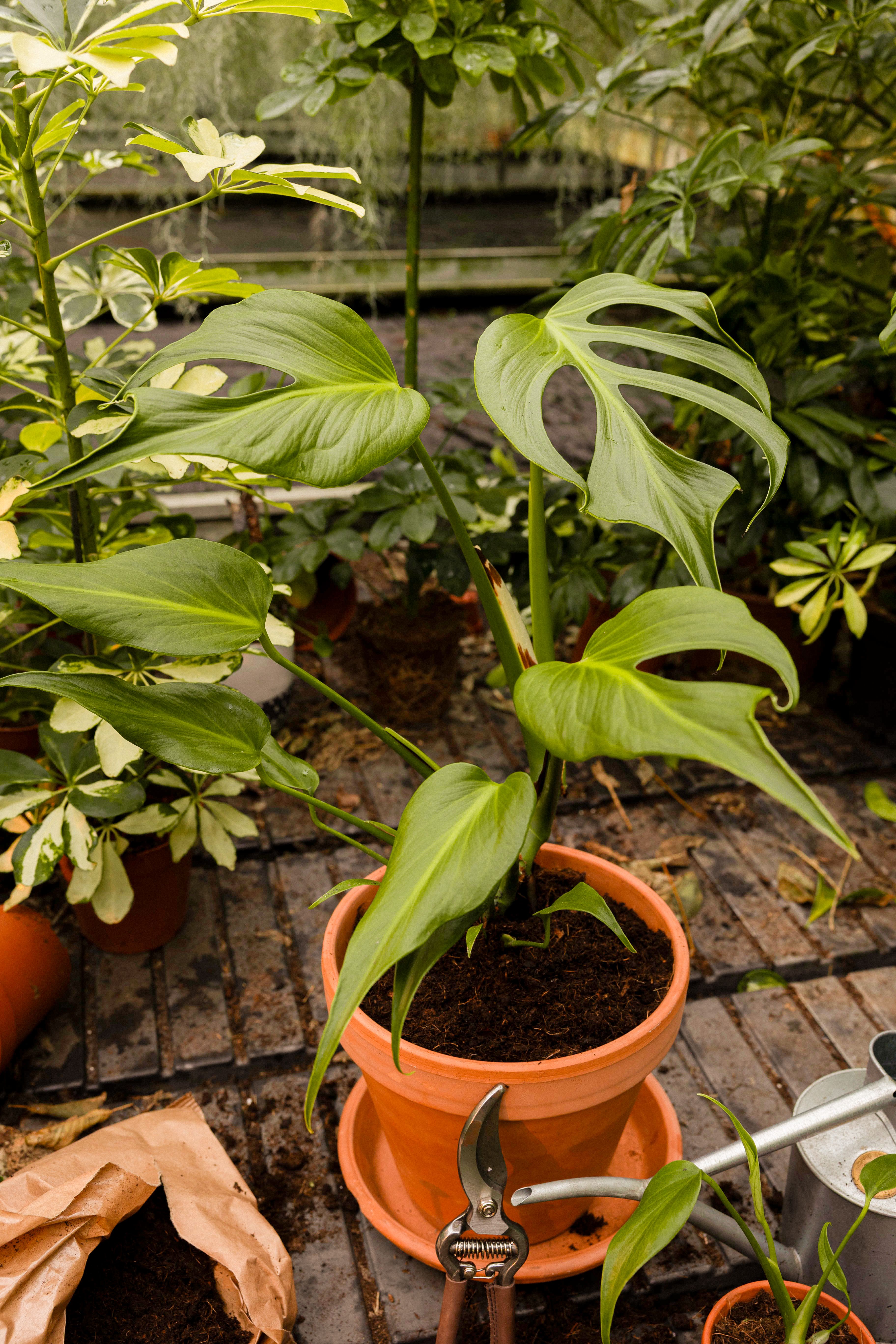 monstera plant food Organic Monstera Plant Food main image 1