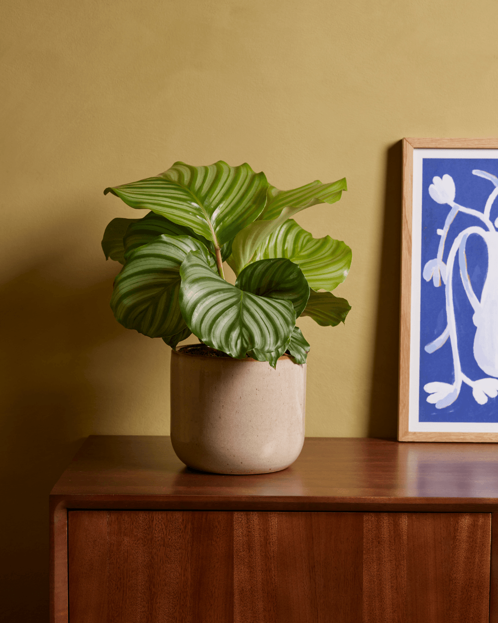 Shop Calathea Lancifolia Insigne S (Rattlesnake plant) online | PLNTS.com