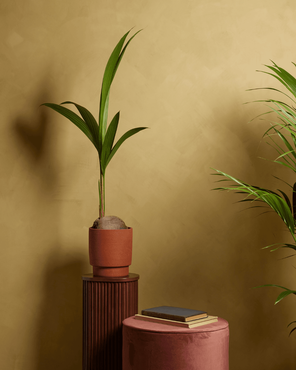 hoya archboldiana variegata Hoya archboldiana (outer variegated)