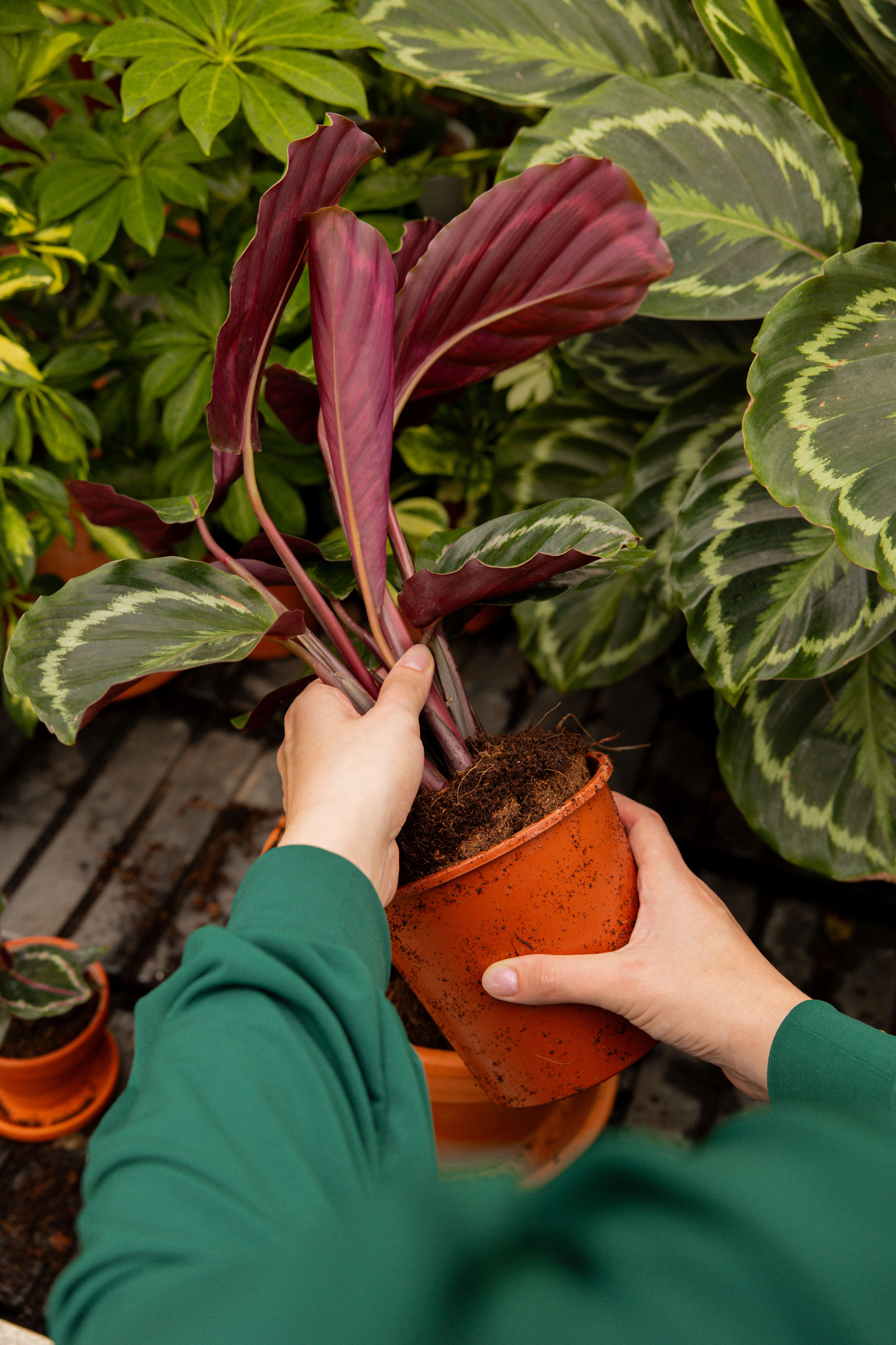 Calathea Medallion - Expert tips | PLNTS.com