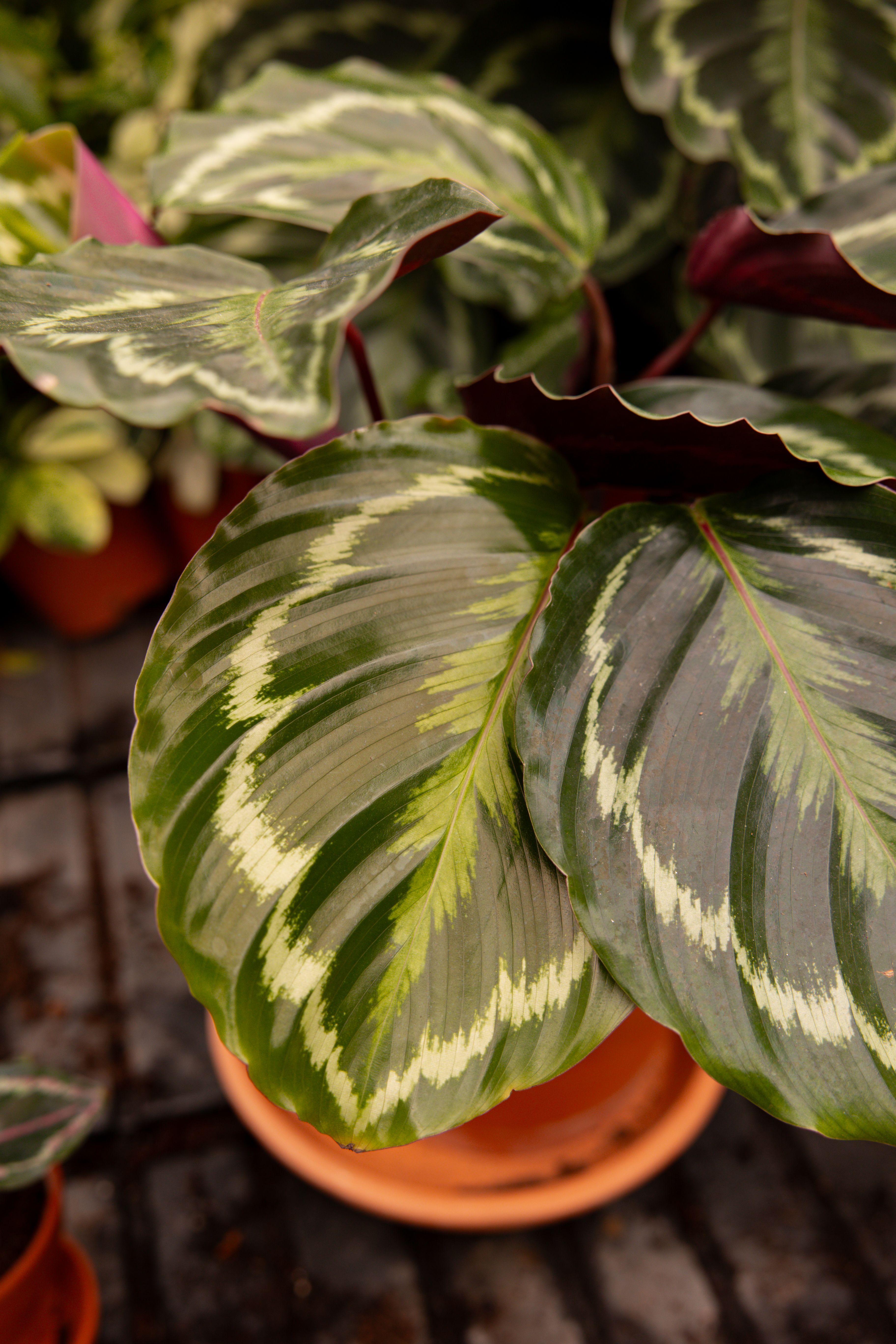 grünpflanze calathea Calathea rufibarba kaufen main image 0