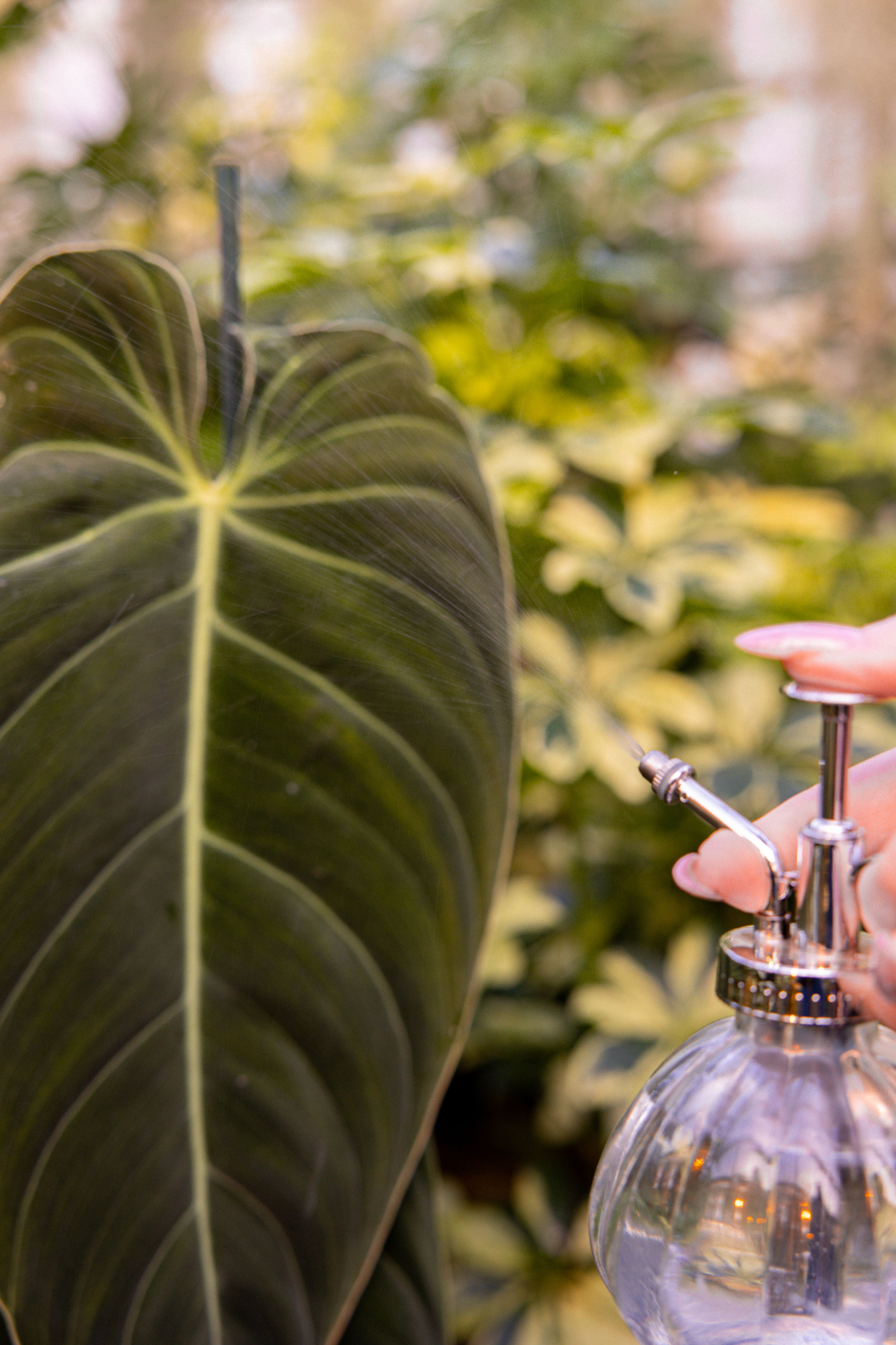 philodendron verrucosum x melanochrysum Philodendron 'Splendid' – Foliage Factory main image 1