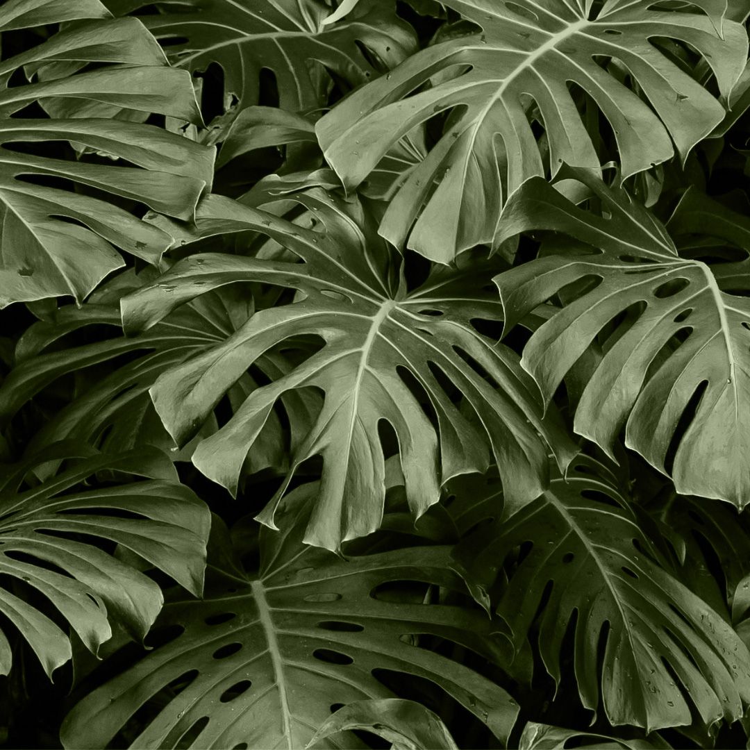Shop Monstera Esqueleto S online | PLNTS.com