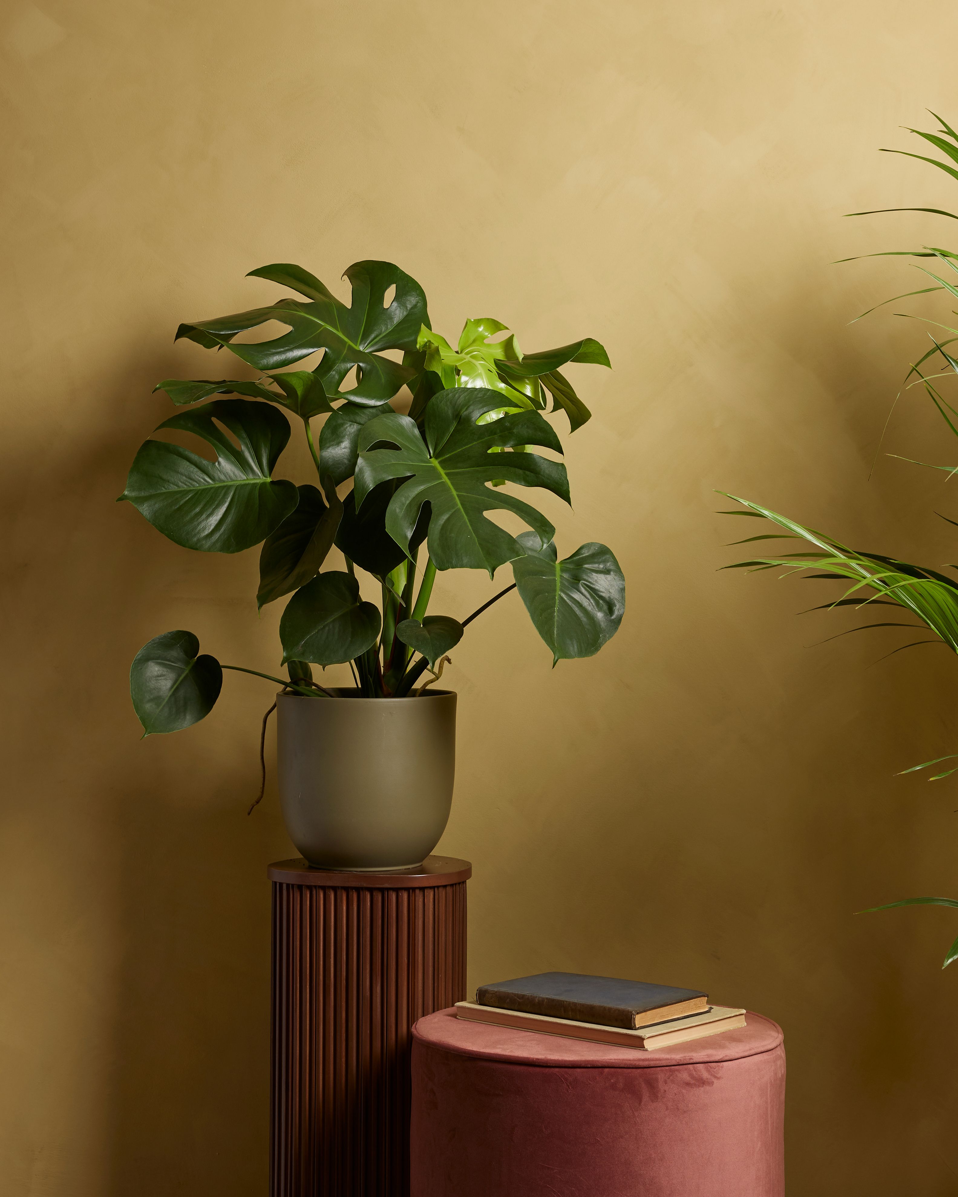 Monstera Deliciosa XXL (Fensterblatt) online kaufen | PLNTS.com