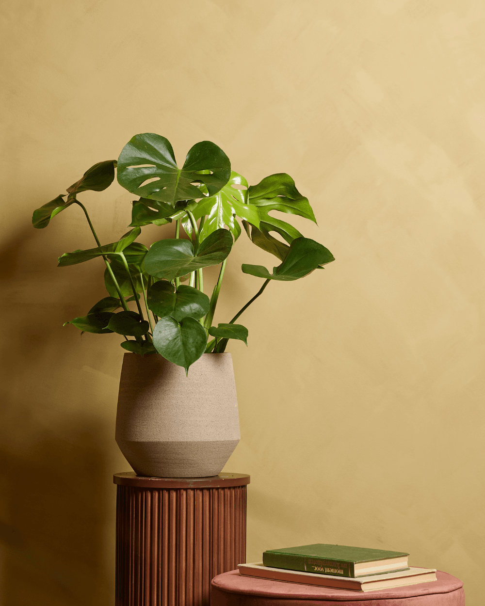 domesticum variegata Philodendron Domesticum Variegated – Plant Vault Wholesale
