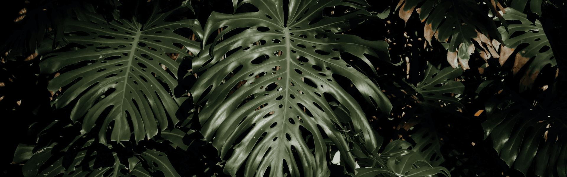 Moss pole for Monstera | PLNTS.com