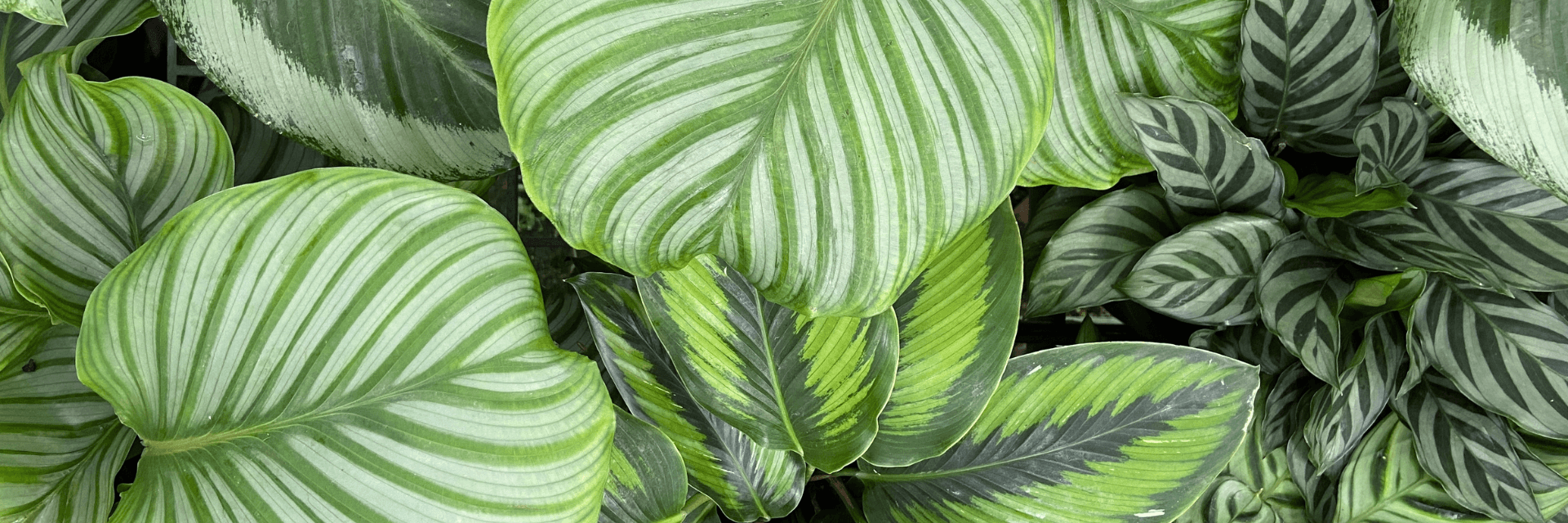dracena bacularis Sansevieria/Snake Plant Mikado Fernwood 4
