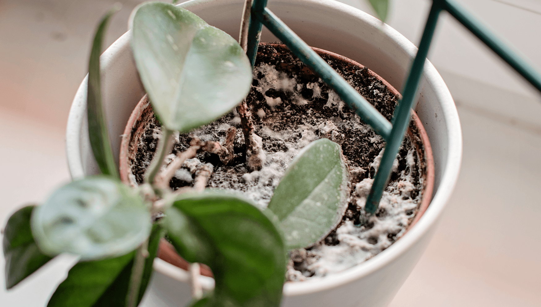Blumenerde schimmelt | PLNTS.com