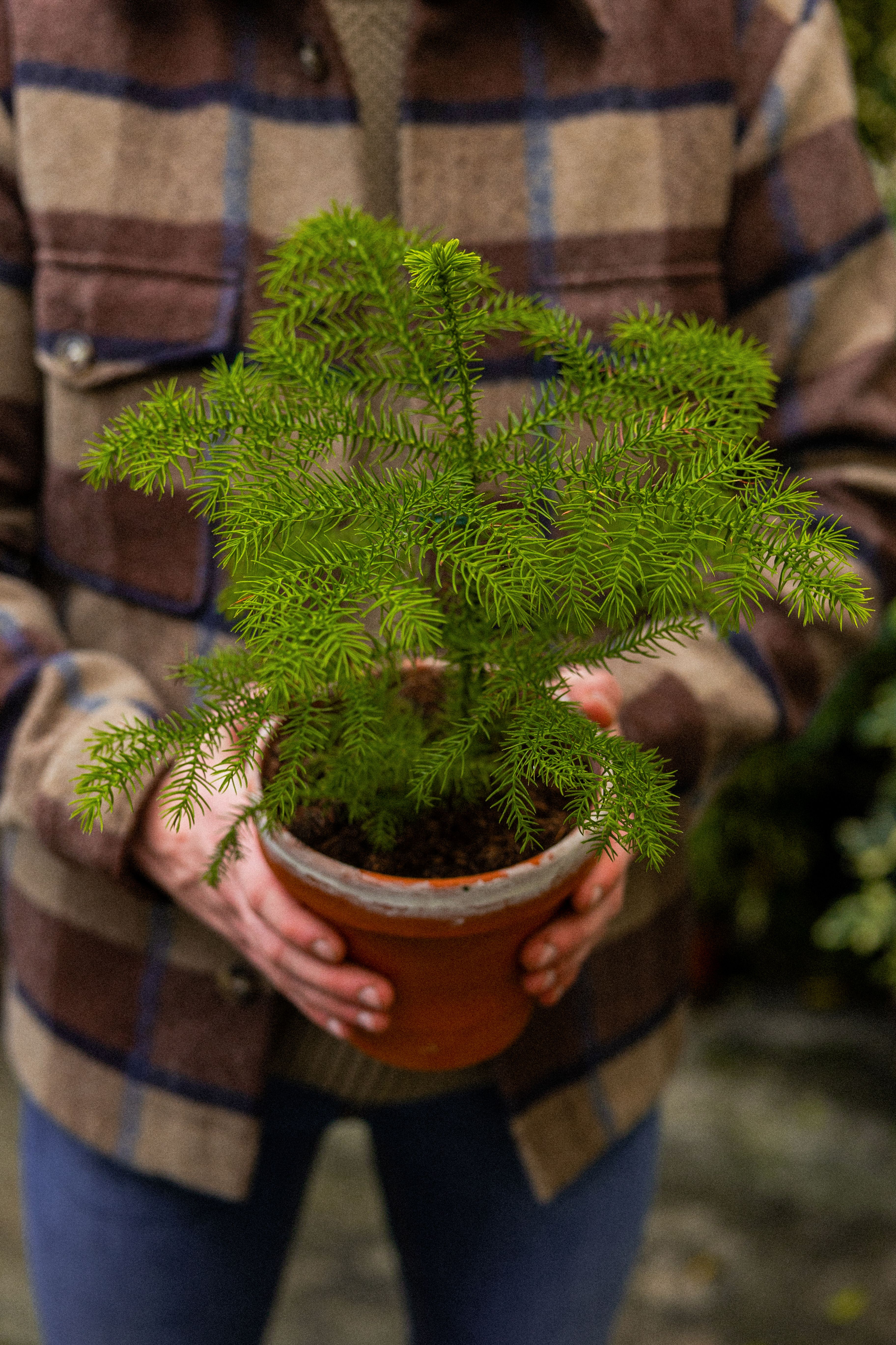 Plant of the month | PLNTS.com