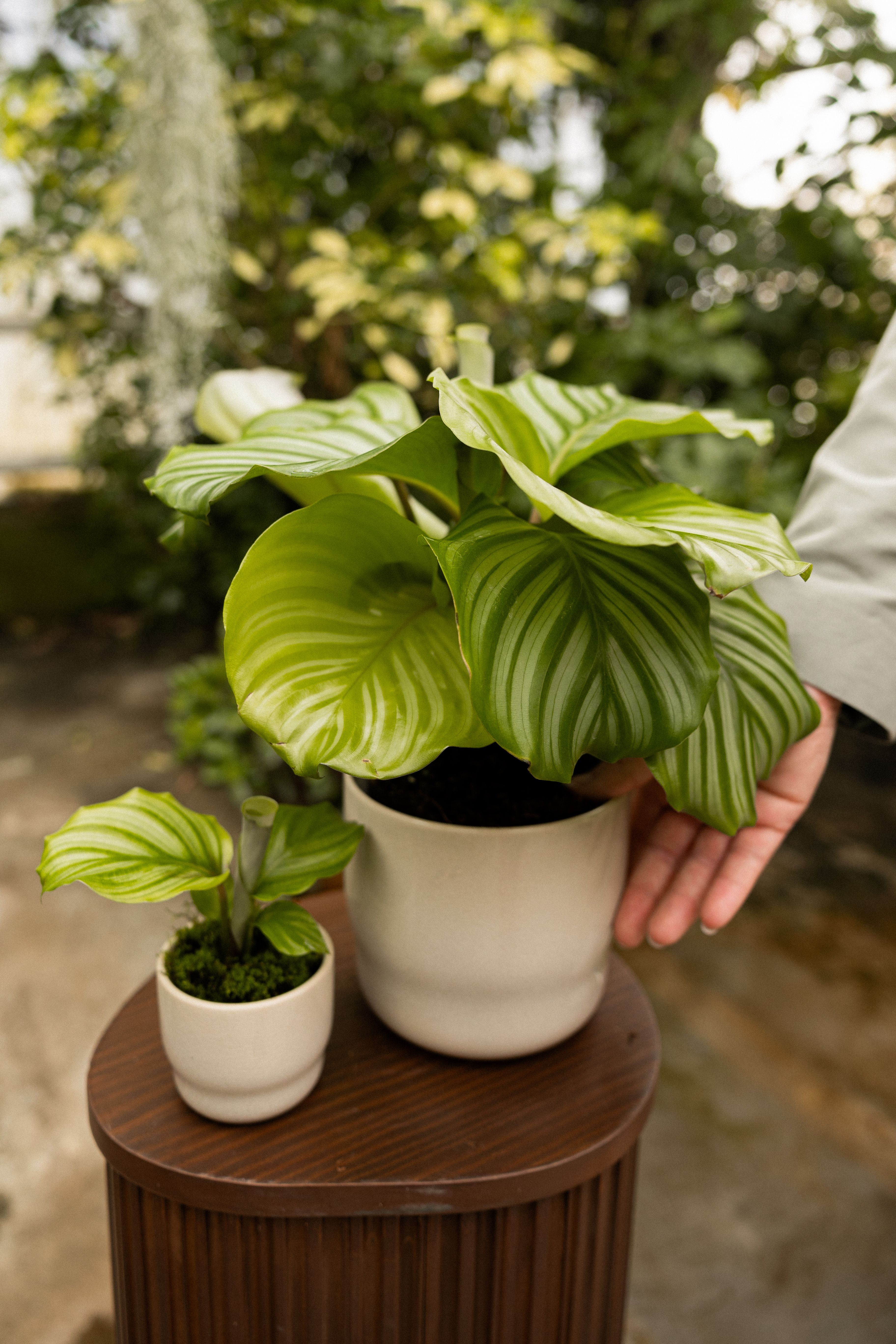 dracaena ulises Dracaena ulises (Drachenbaum) (XL) kaufen? | Nala