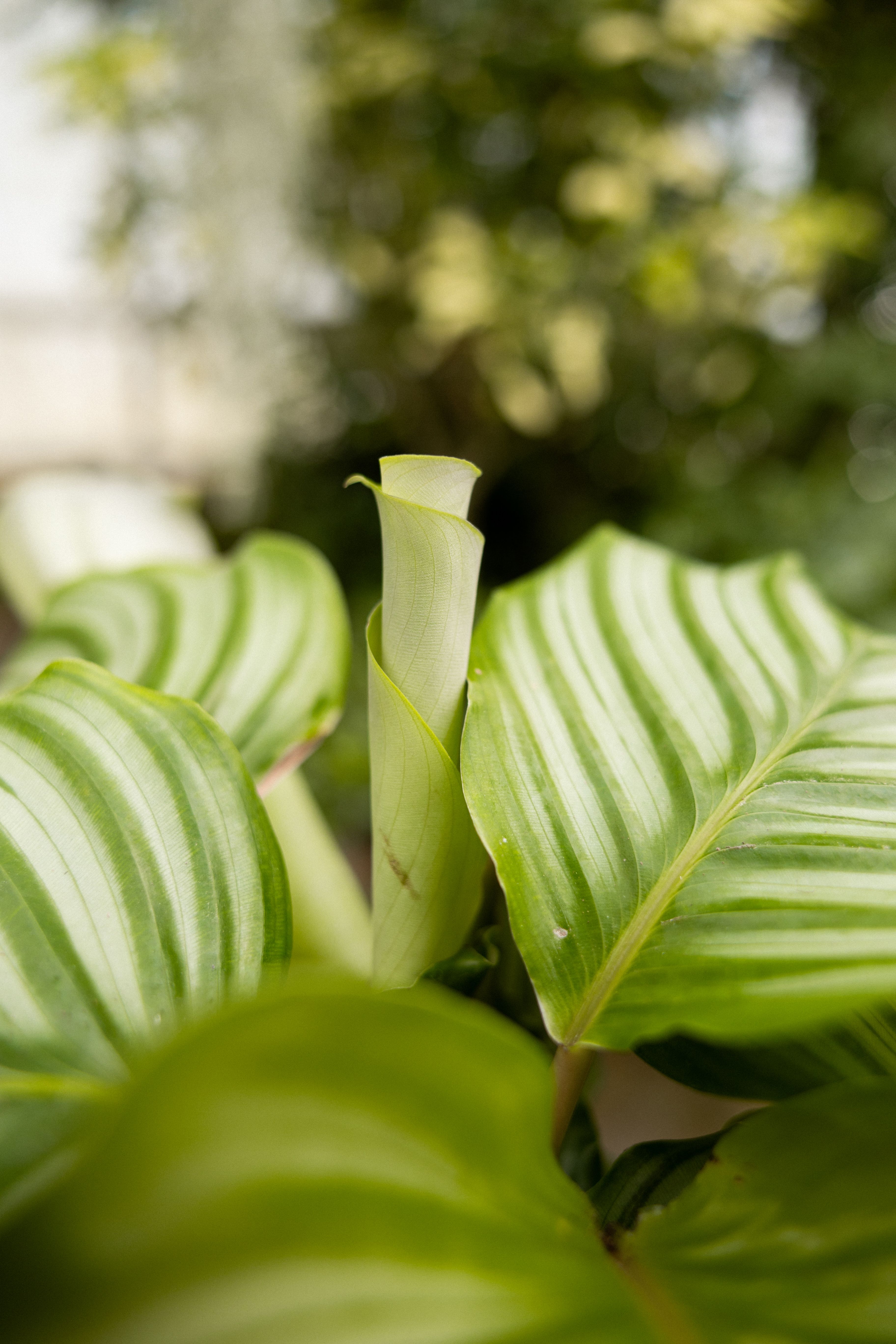 Calathea Orbifolia - Expertentipps | PLNTS.com