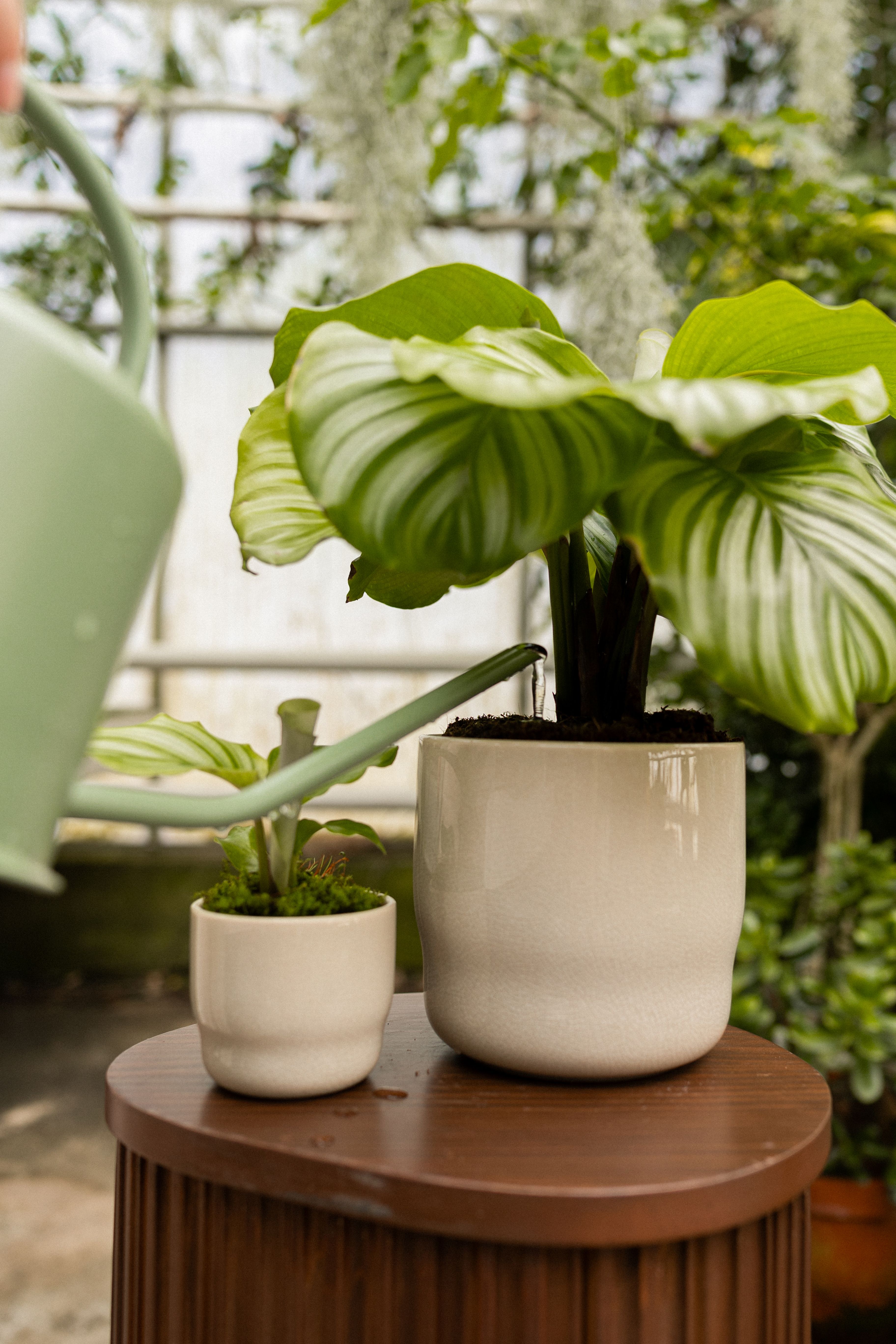 Calathea Orbifolia - Expertentipps | PLNTS.com
