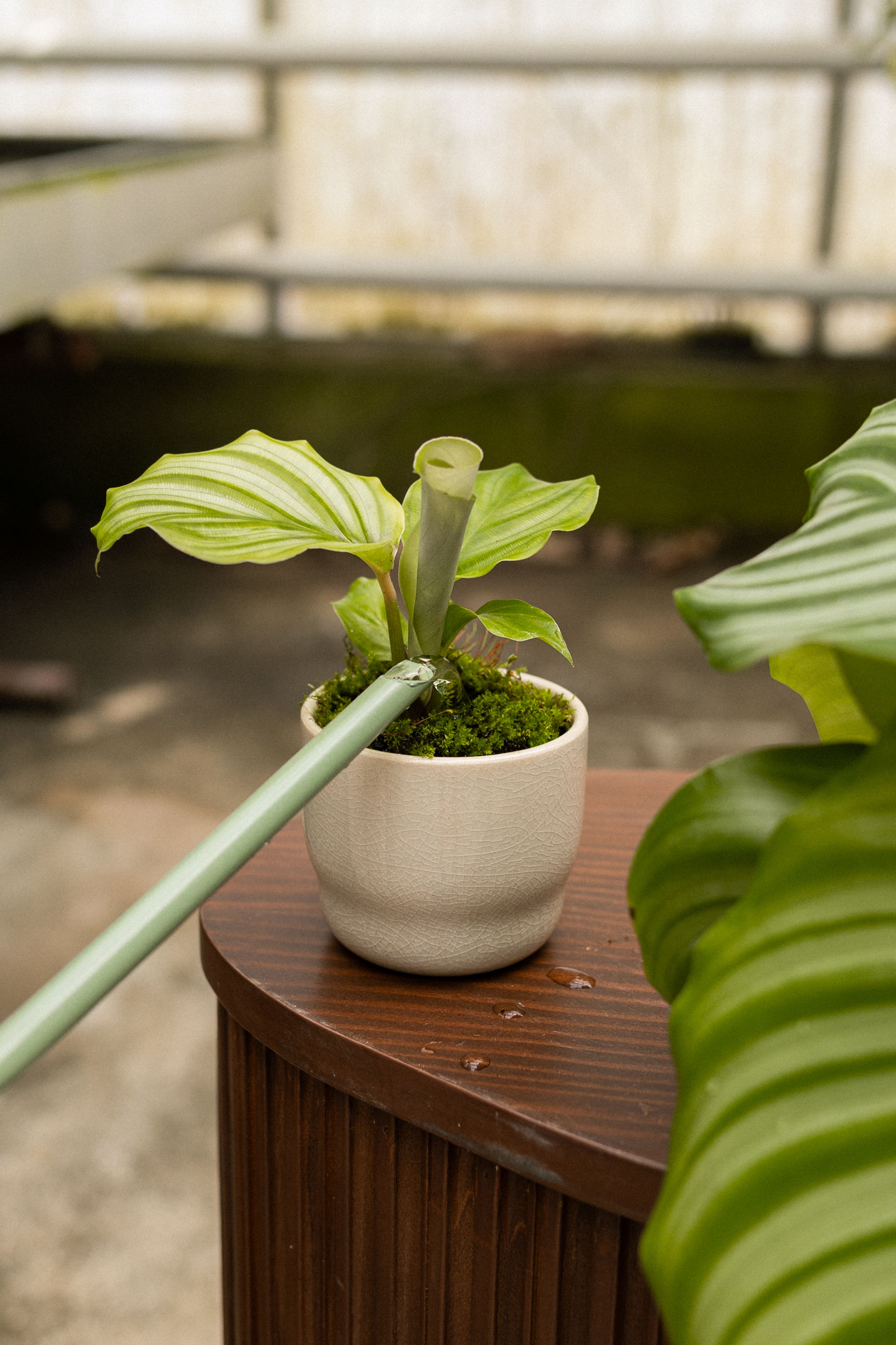 Calathea Orbifolia - Expert tips | PLNTS.com