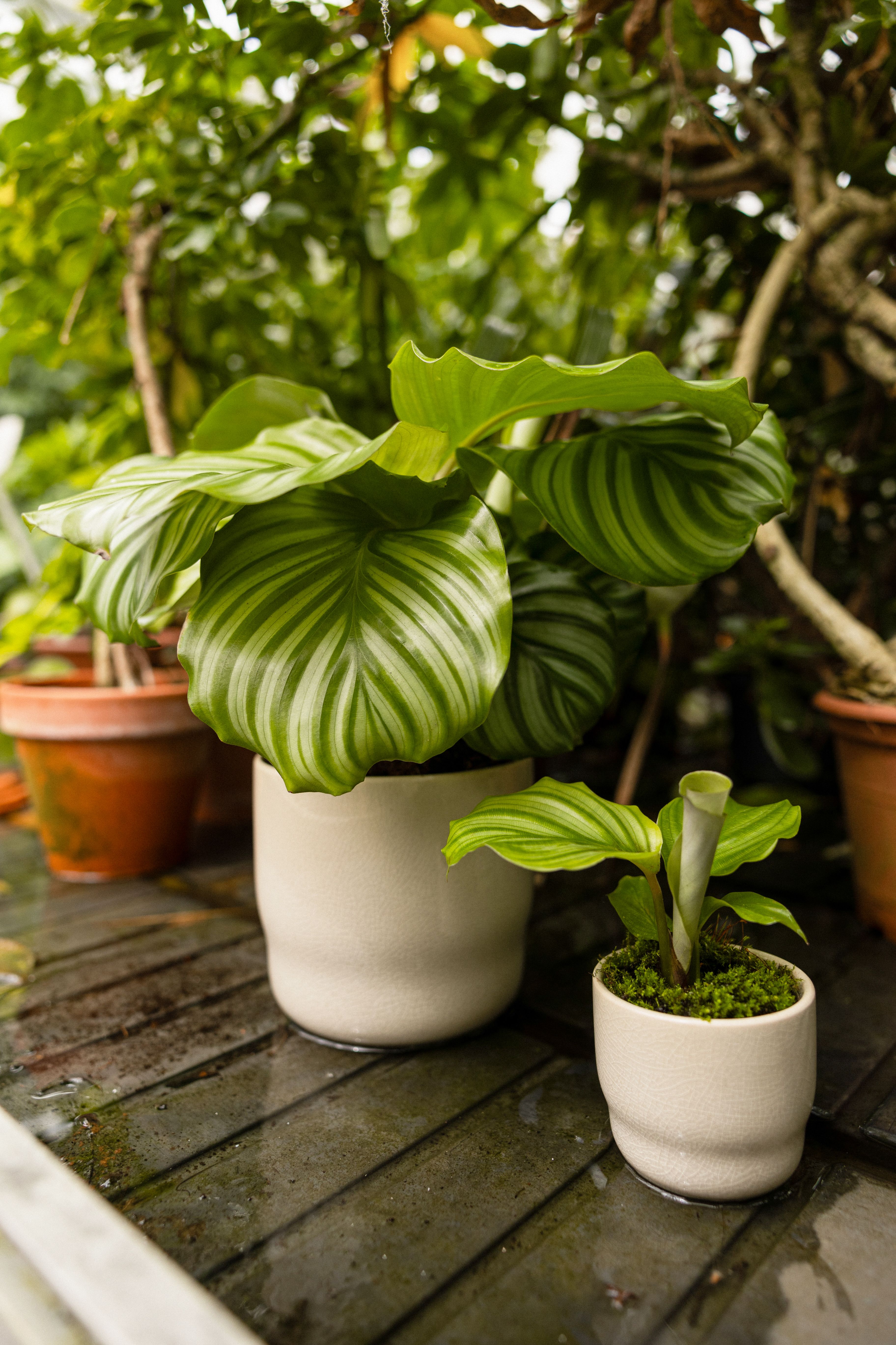 Calathea Orbifolia - Expertentipps | PLNTS.com
