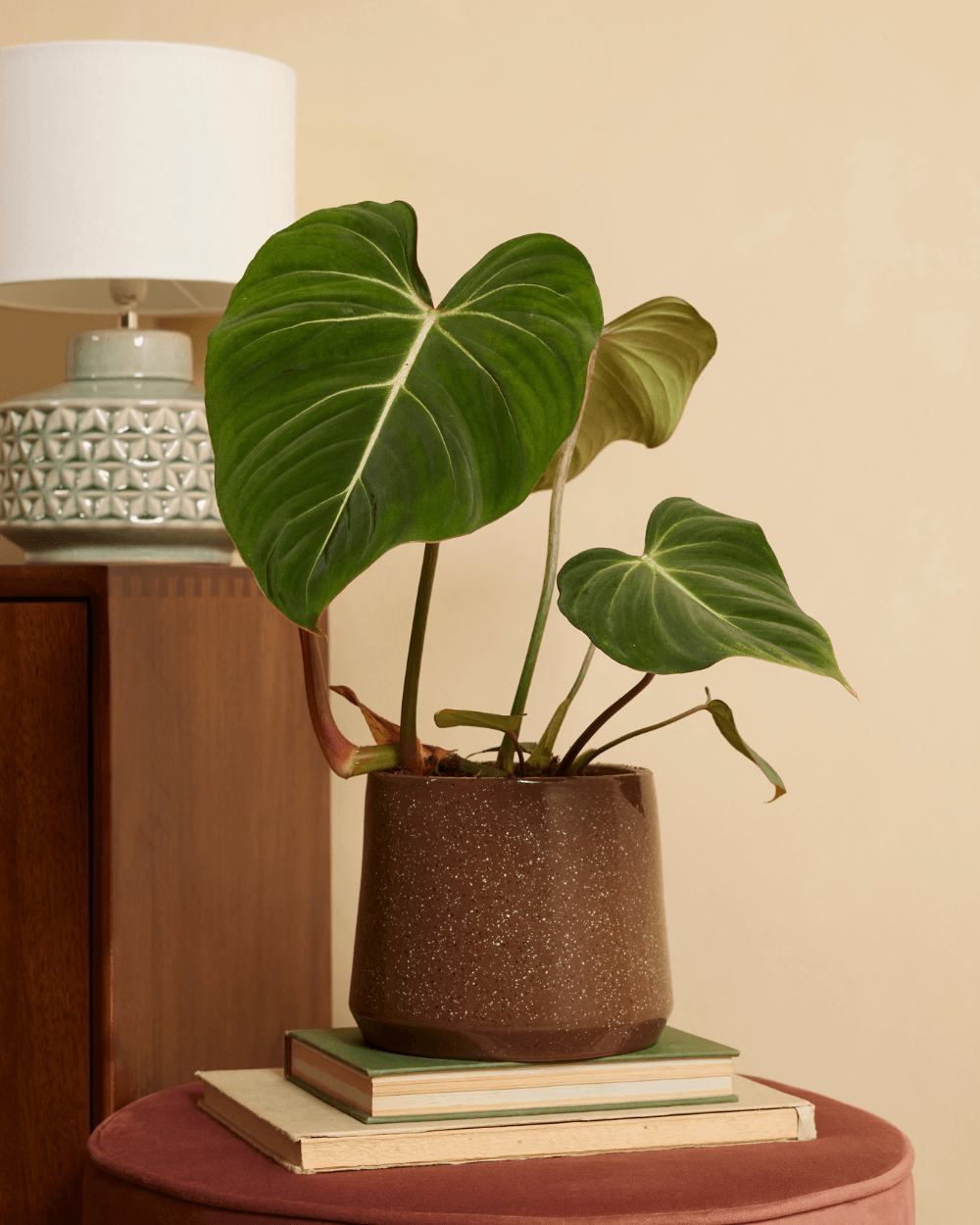 Shop Philodendron Lupinum L online | PLNTS.com