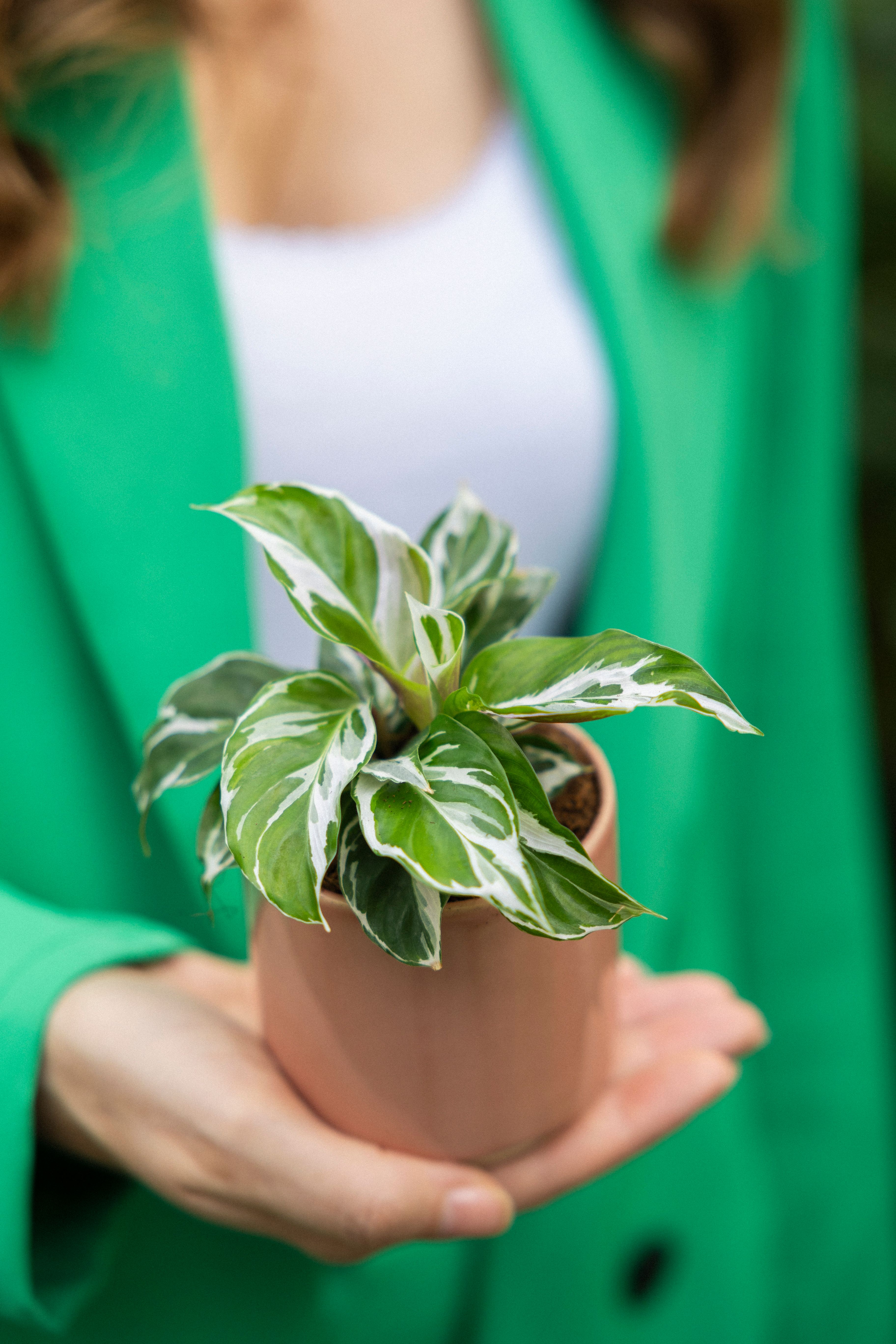 lechuza pon calathea Pon Lechuza Multipurpose Substrate for Indoor Plants – plantandstories main image 1