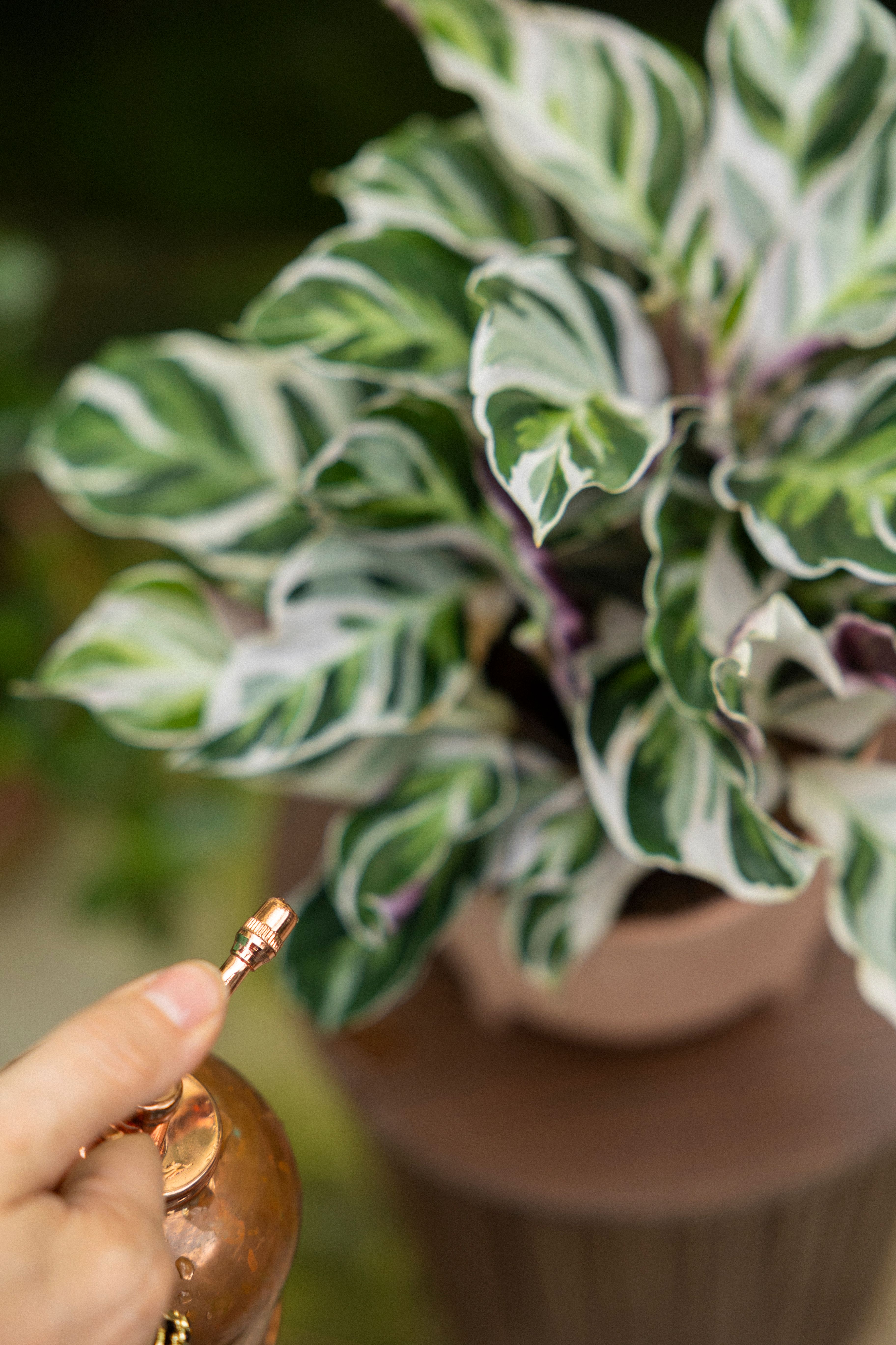 Calathea White Fusion - Expertentipps | PLNTS.com