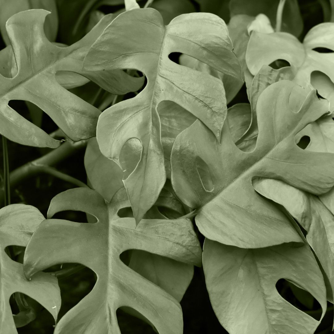 Shop Rhaphidophora Tetrasperma Variegated M online | PLNTS.com