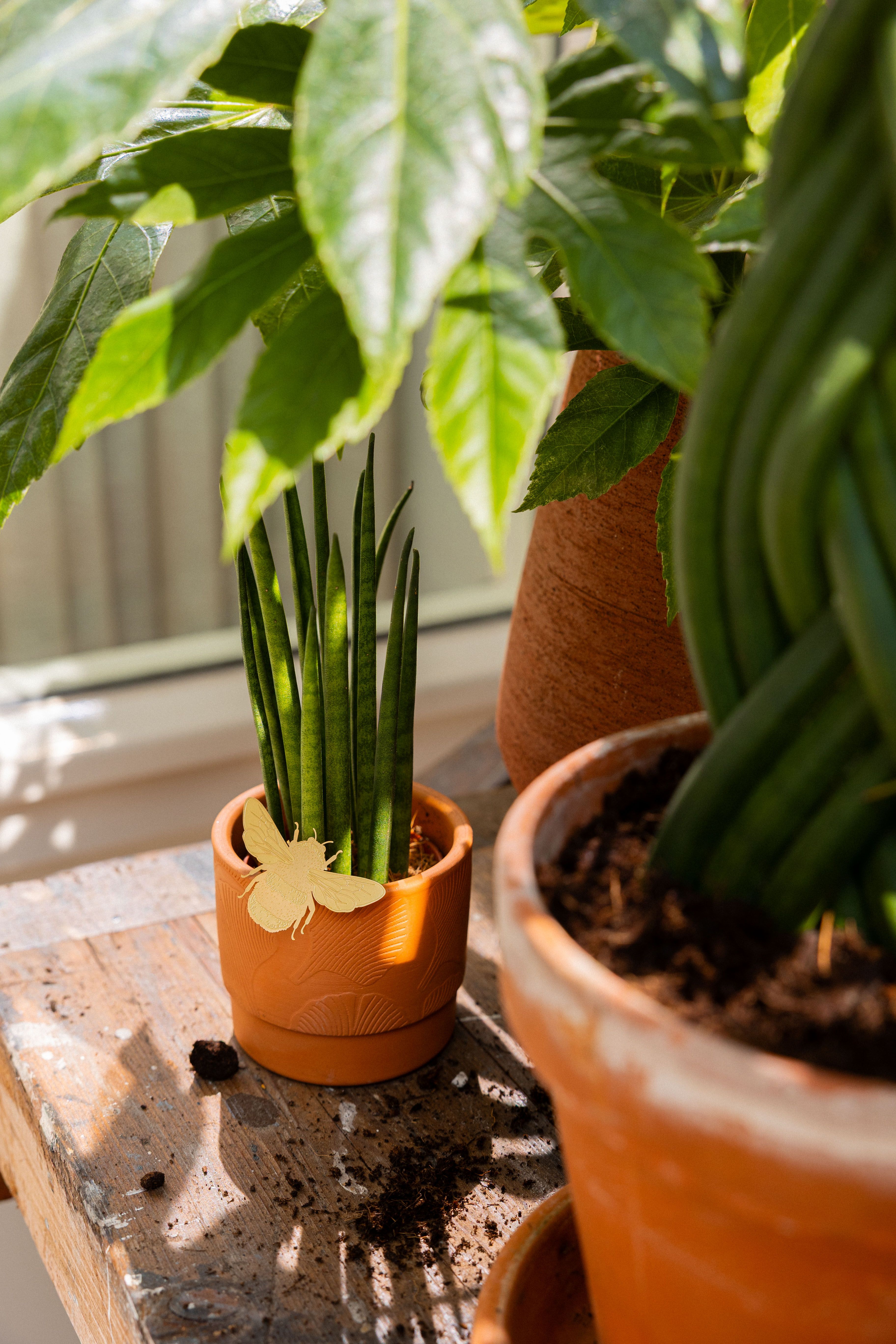 korbmarante wiki Calathea