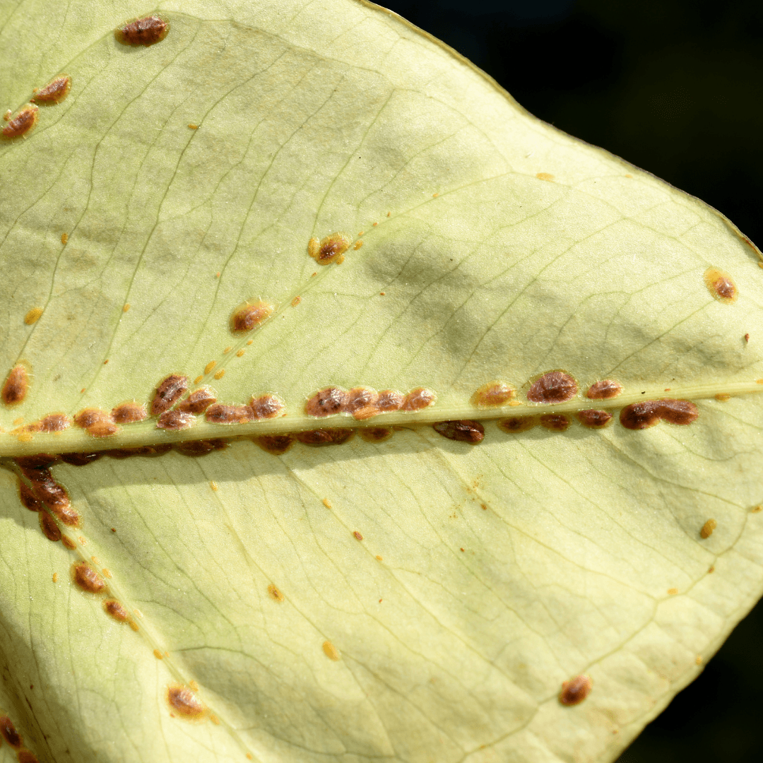 zamia kulkas Zamia – Floramix