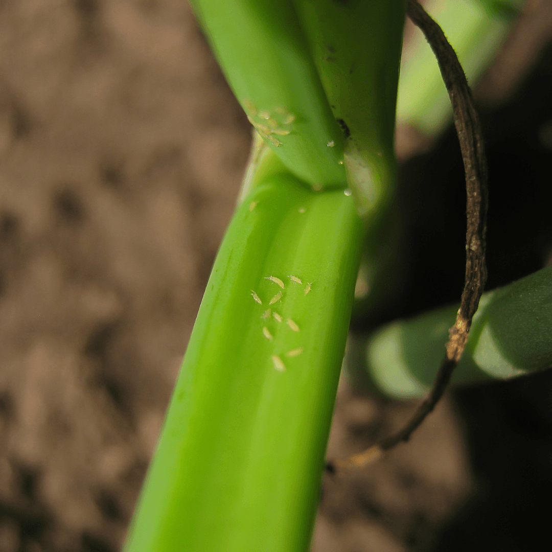 compo grow wachstum dünger COMPO Grow Organic Duopack: Wachstums- und Blütedünger Starterkit