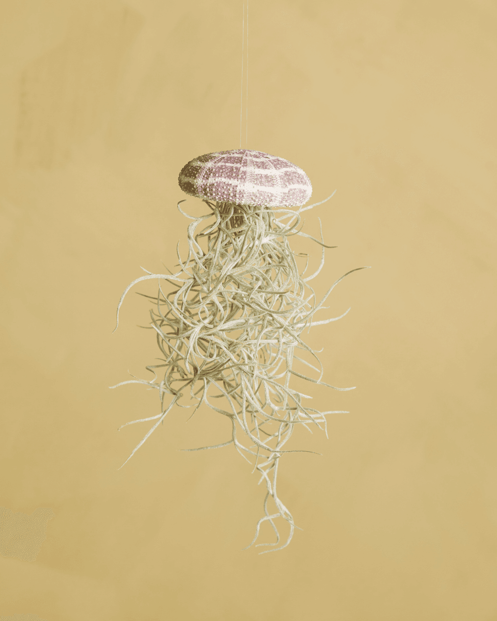 Shop Tillandsia Cyanea S (Air plant) online | PLNTS.com