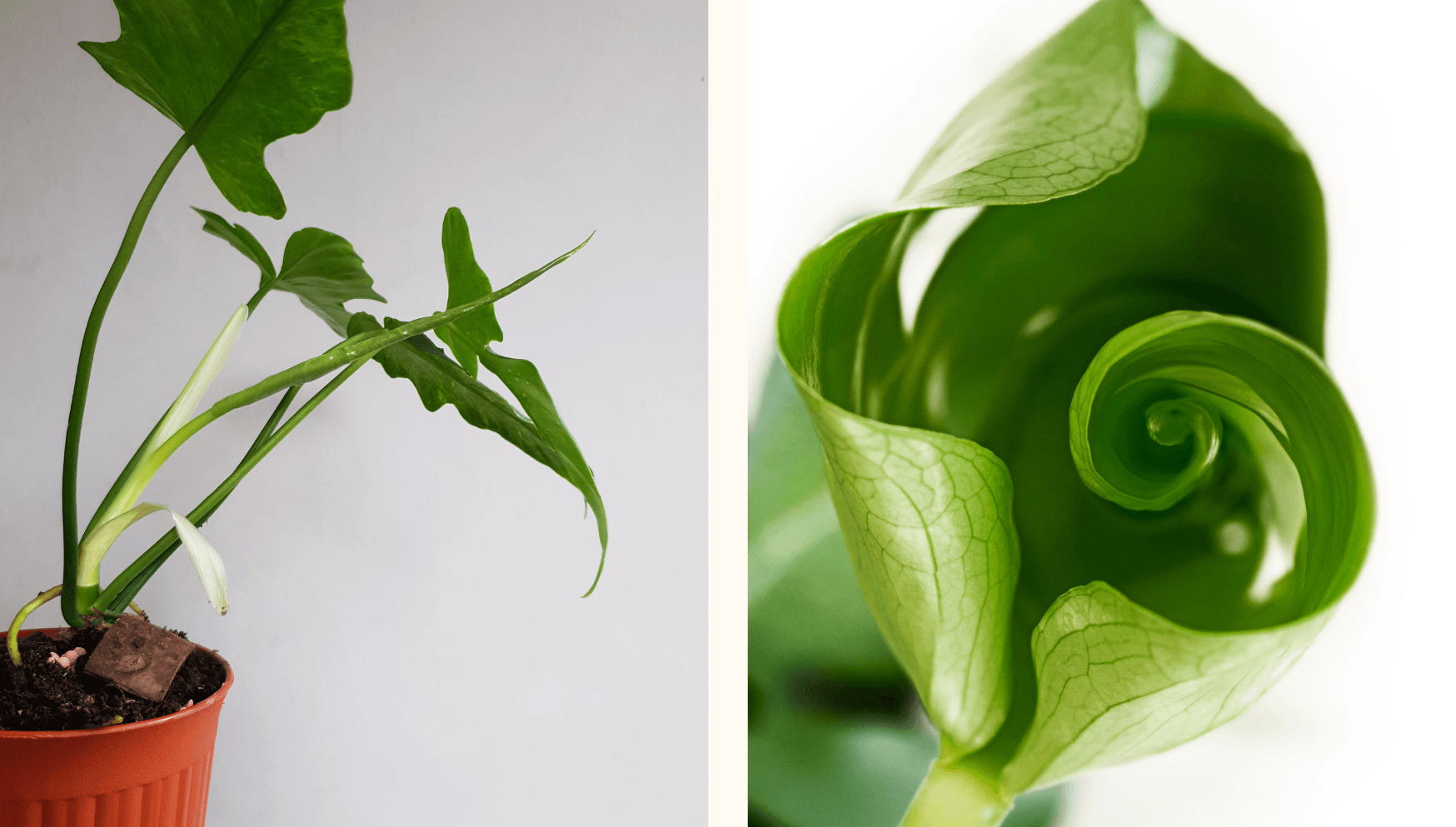monstera netto Monstera deliciosa var sierrana main image 0