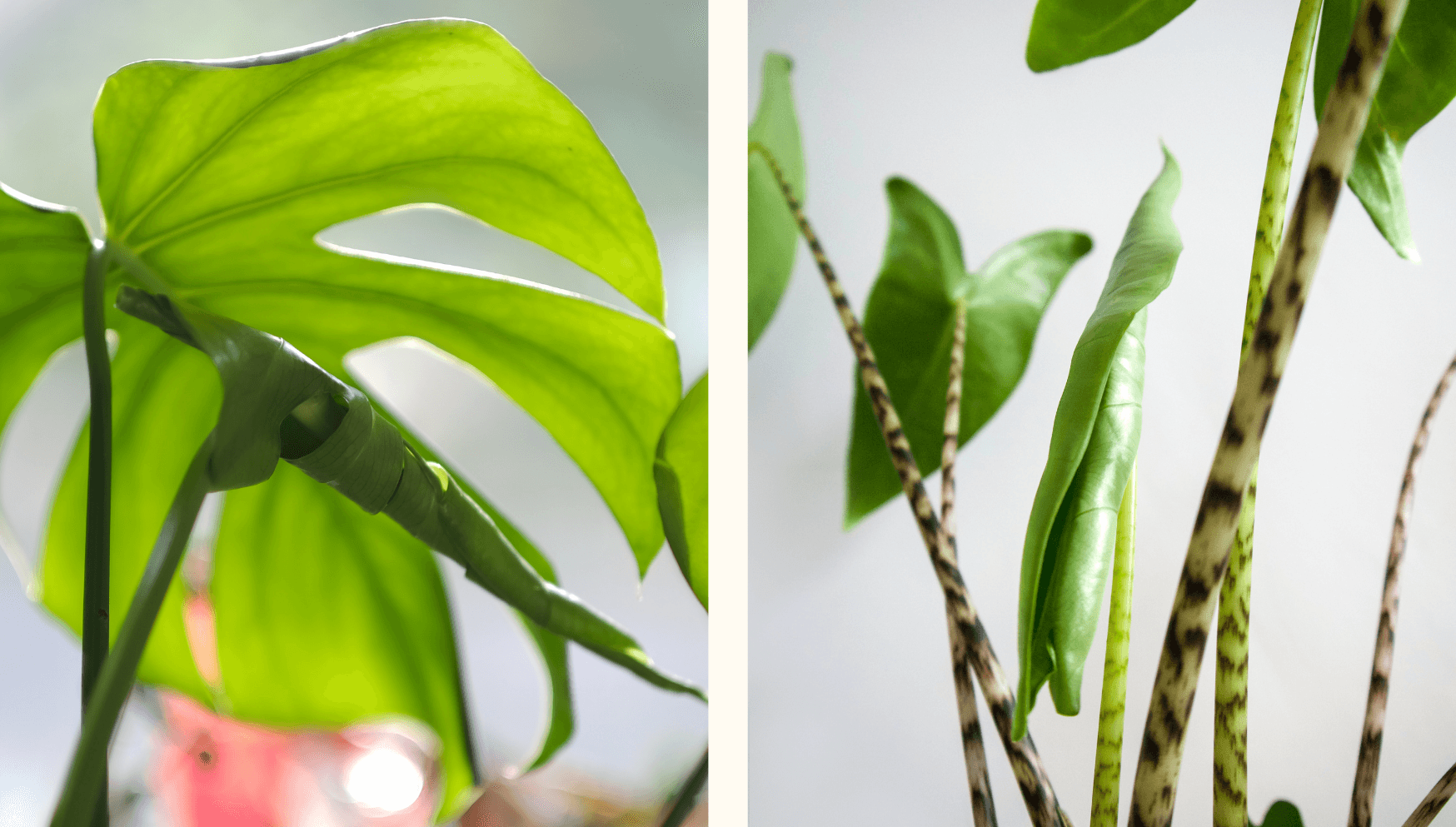 Plant leaves not opening or unfurling: the cause & solution! | PLNTS.com