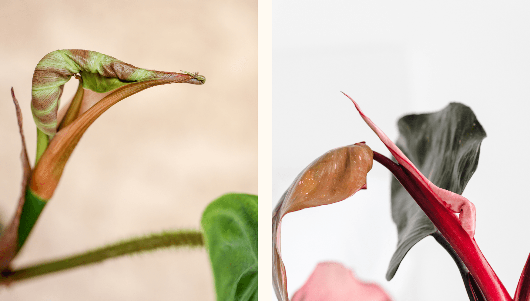 philodendron samen kaufen Philodendron grandipes SAMEN main image 0