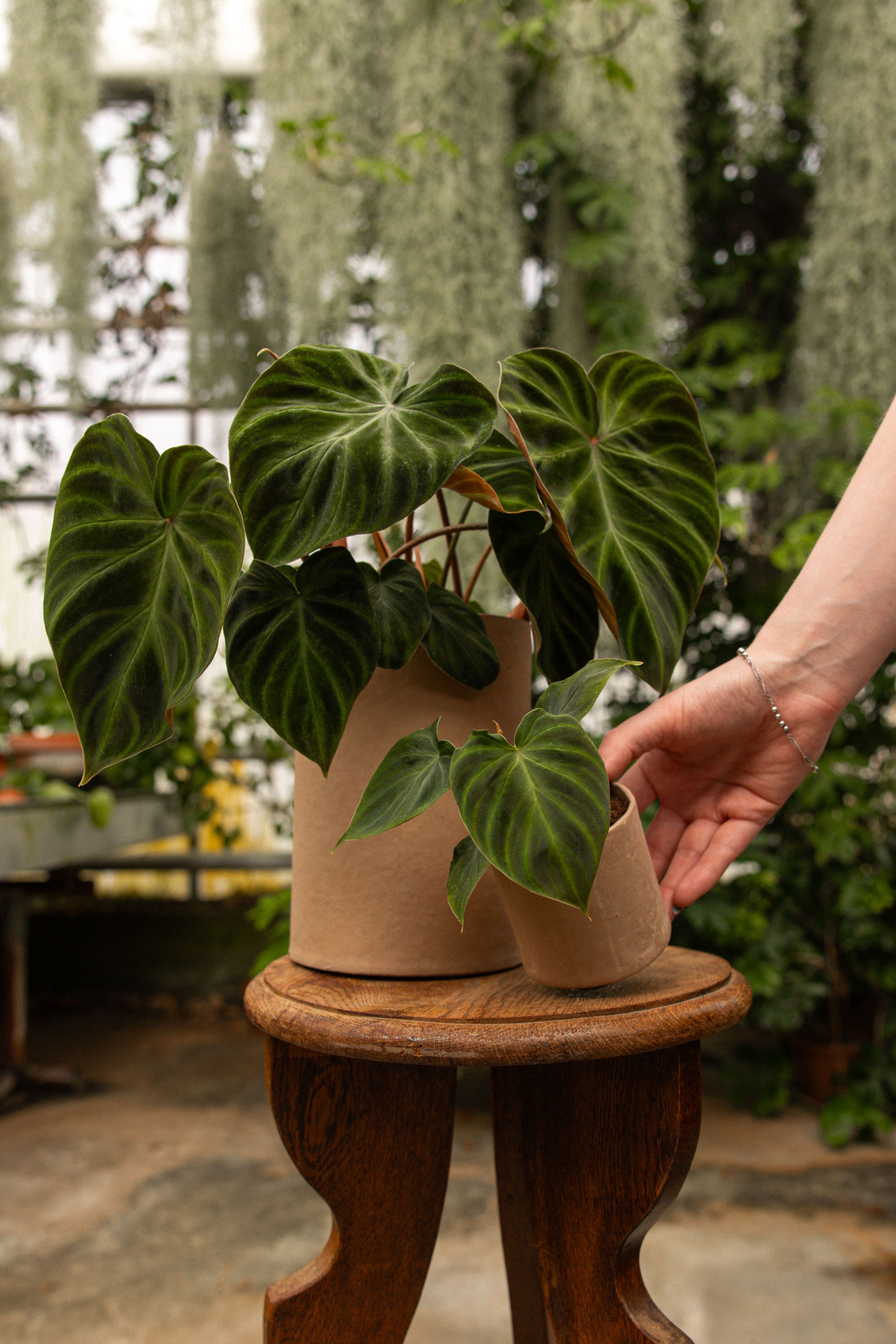 Plant of the month | PLNTS.com
