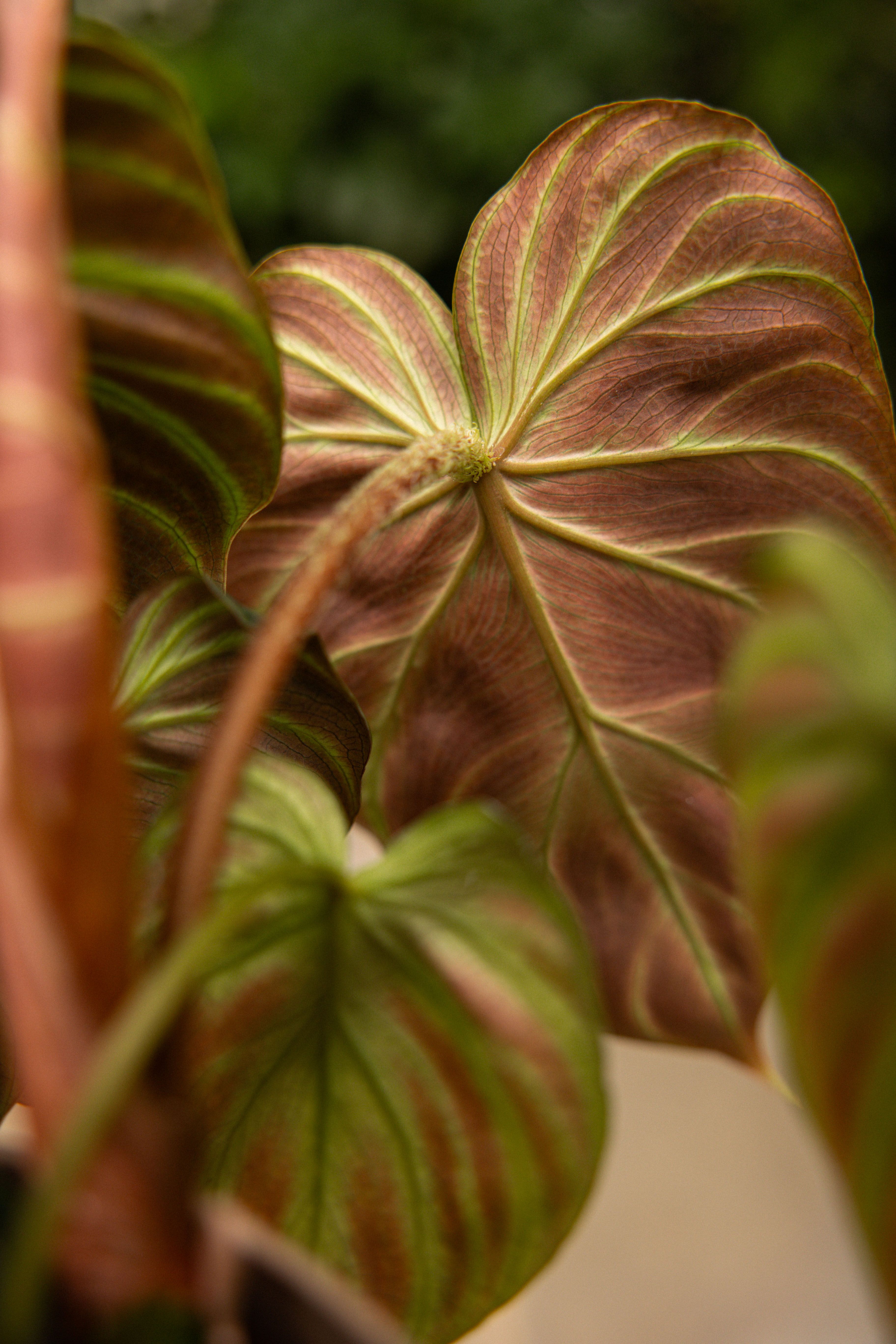 callisia repens plant Pink Lady Plant – Eden main image 0