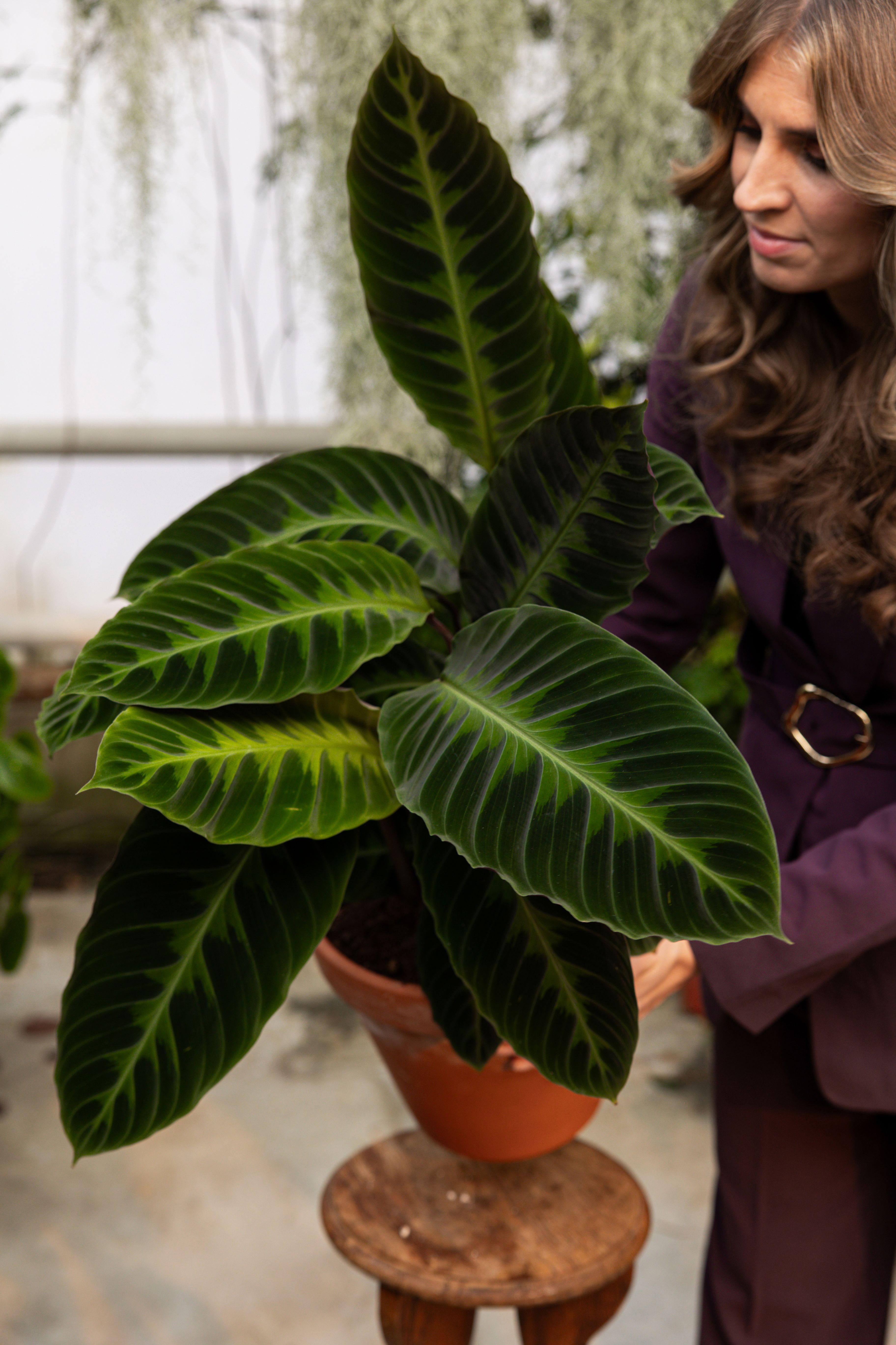 Calathea Warscewiczii - Expertentipps | PLNTS.com
