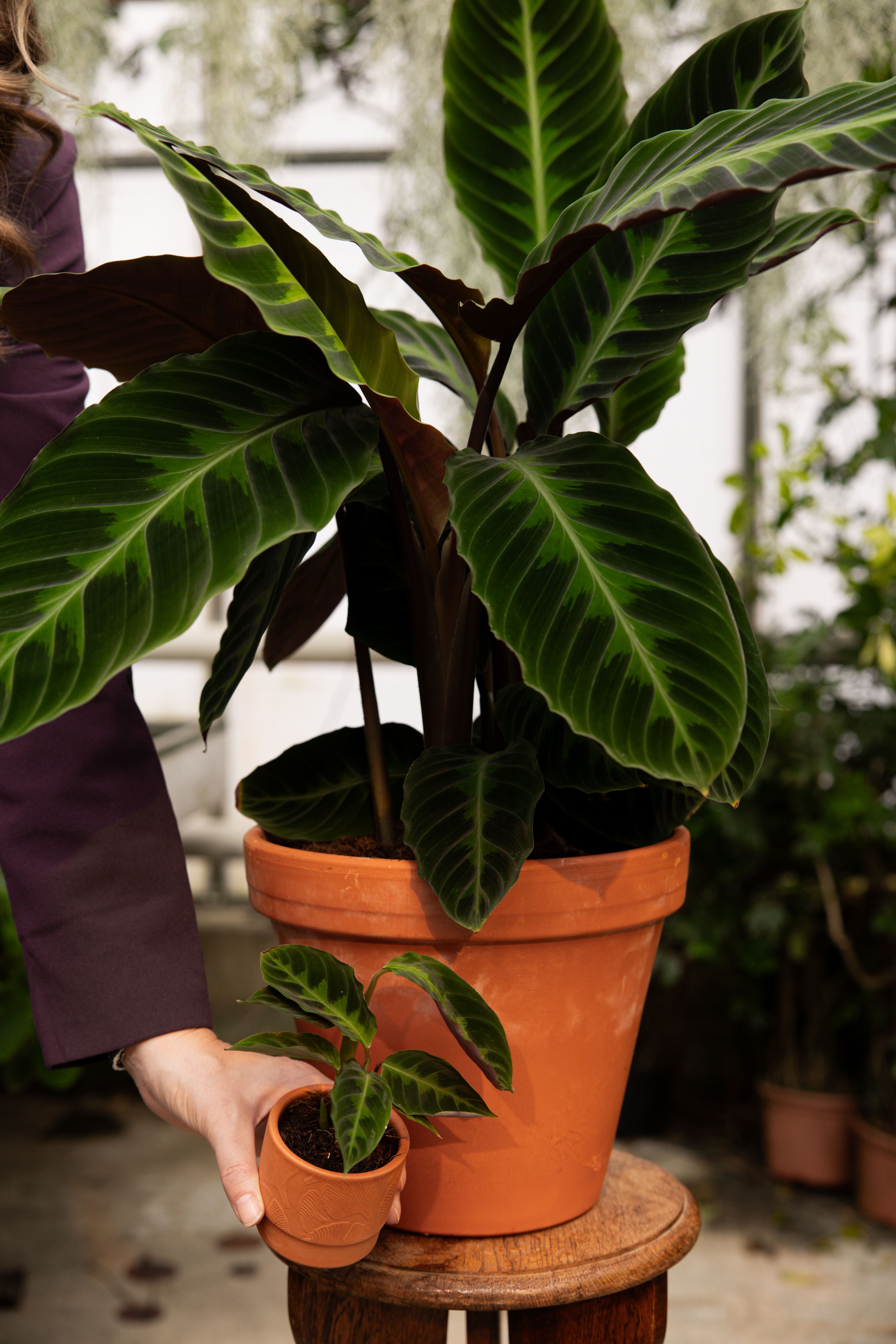 Calathea Warscewiczii - Expert tips | PLNTS.com