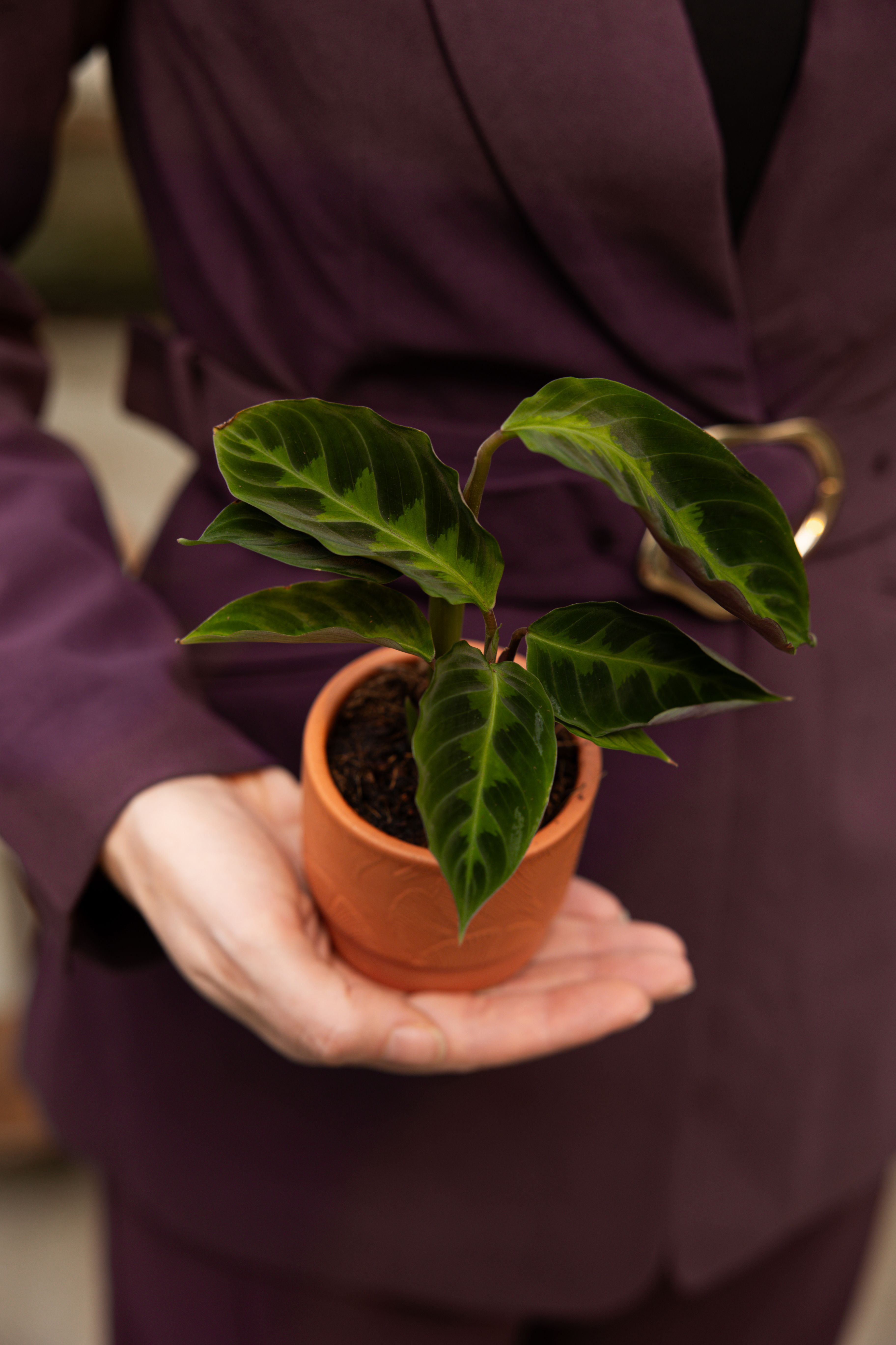 Calathea Warscewiczii - Expertentipps | PLNTS.com