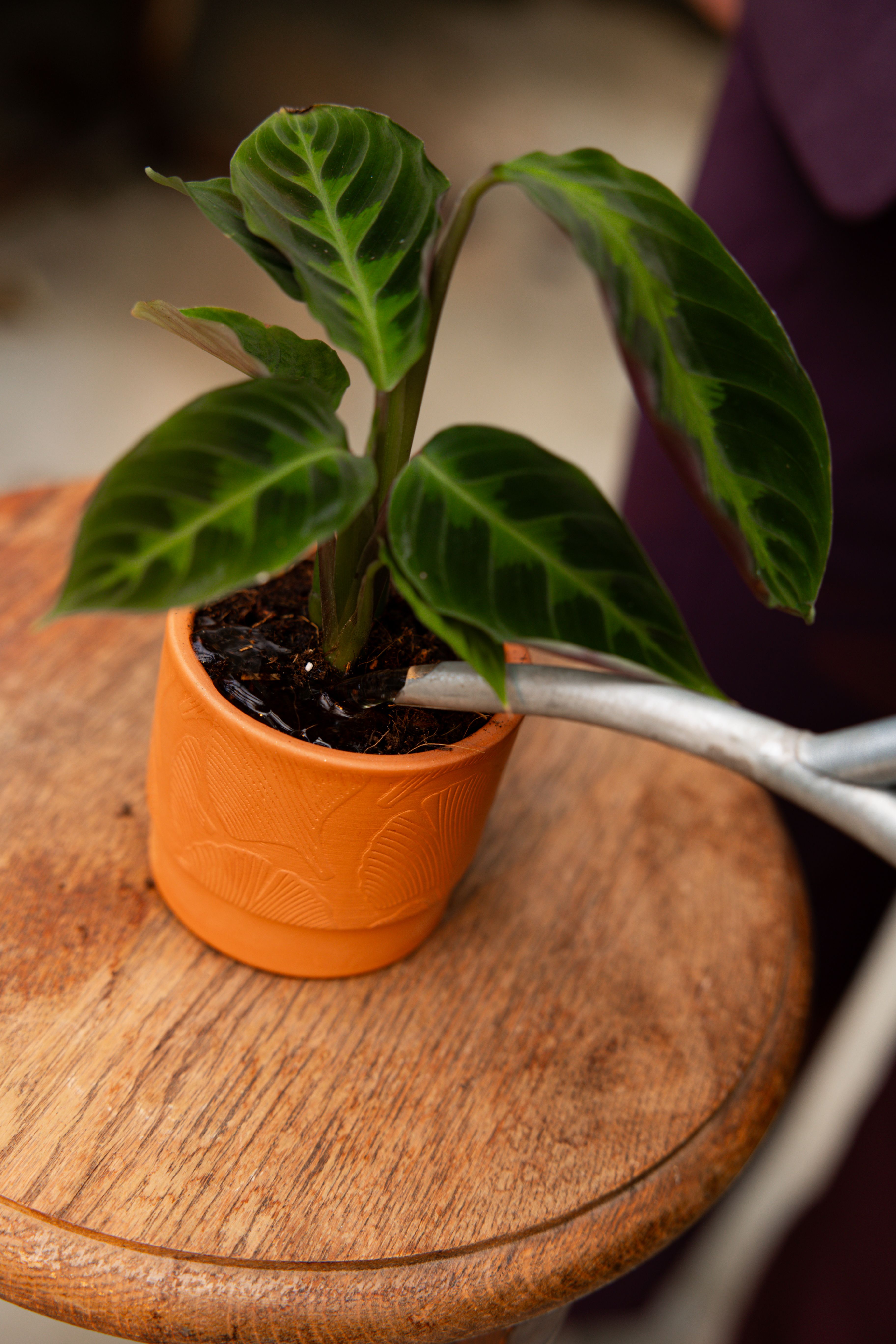 Calathea Warscewiczii - Expert tips | PLNTS.com