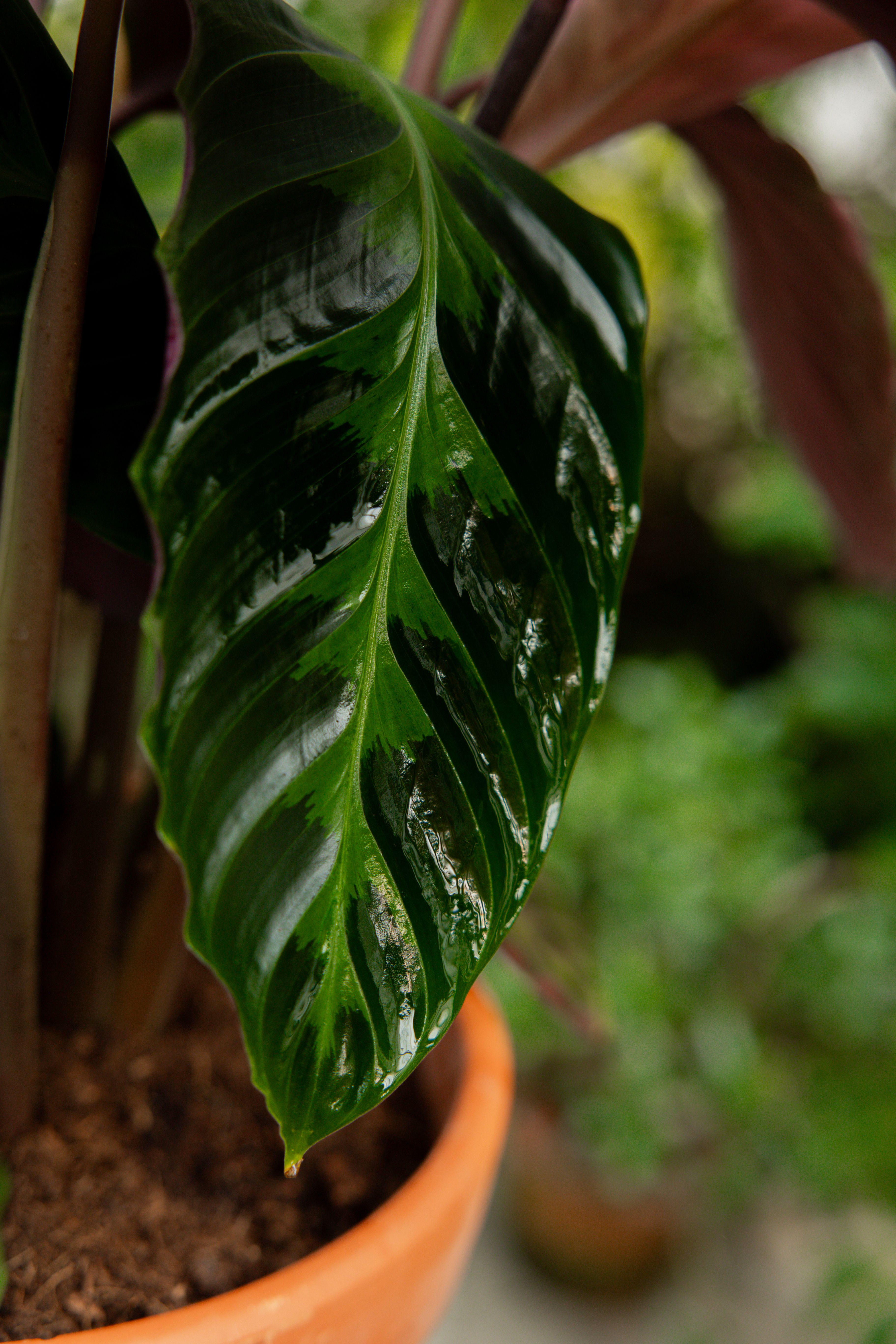 Calathea Warscewiczii - Expertentipps | PLNTS.com