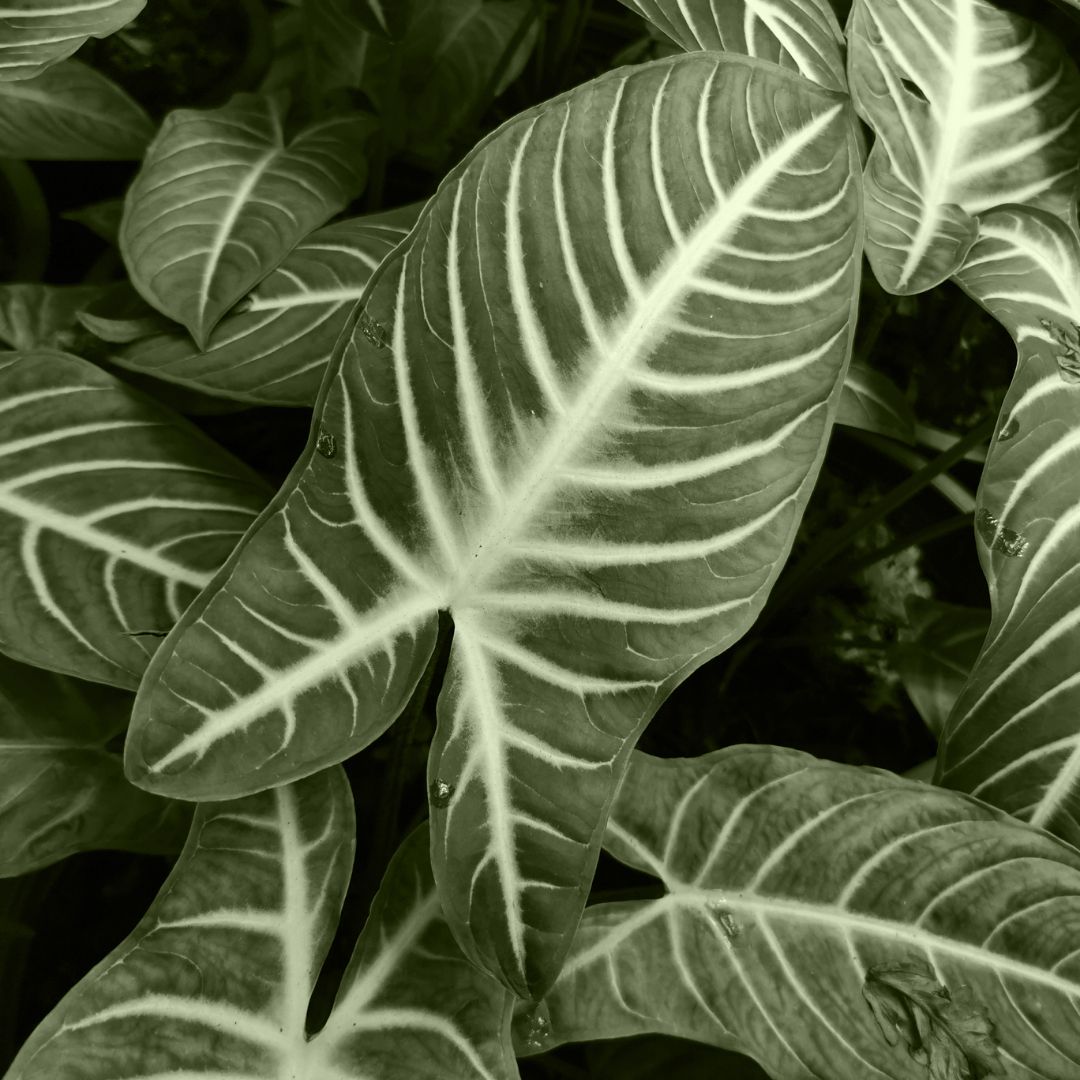 Shop Xanthosoma Sagittifolium Variegata S (Elephant Ear) online | PLNTS.com