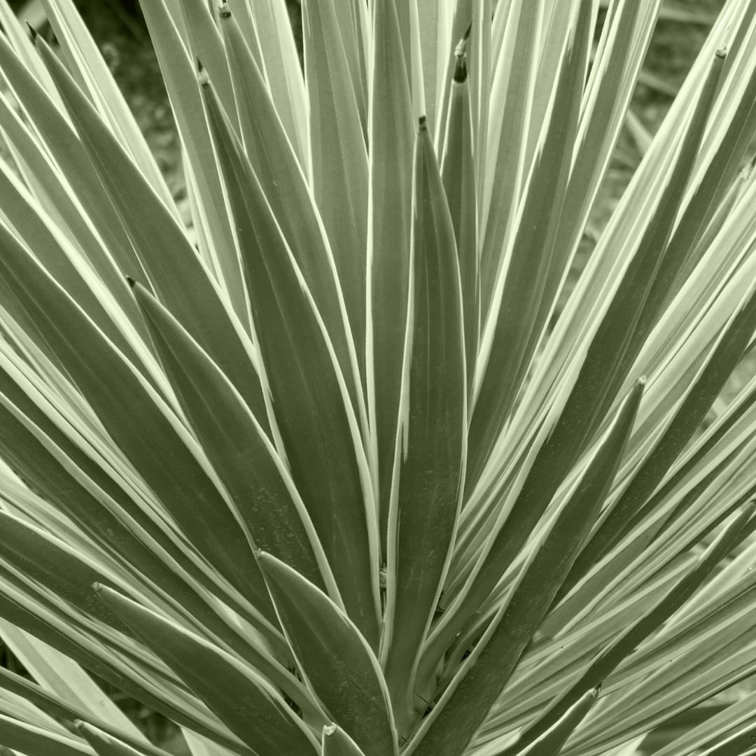Shop Elephantipes Yucca XXL online | PLNTS.com