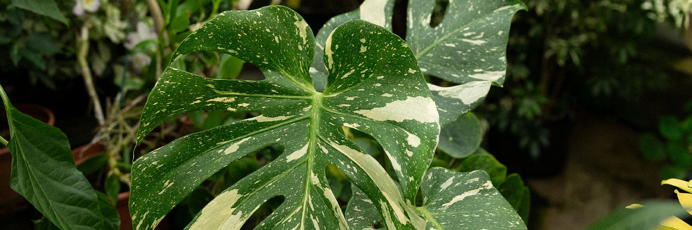 monstera yellow leaf Explore Monstera Deliciosa Aurea main image 1